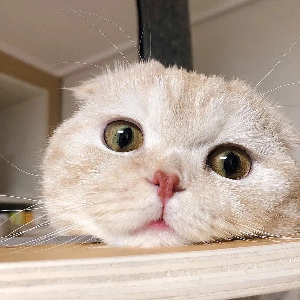 南台居士