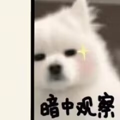 千日春