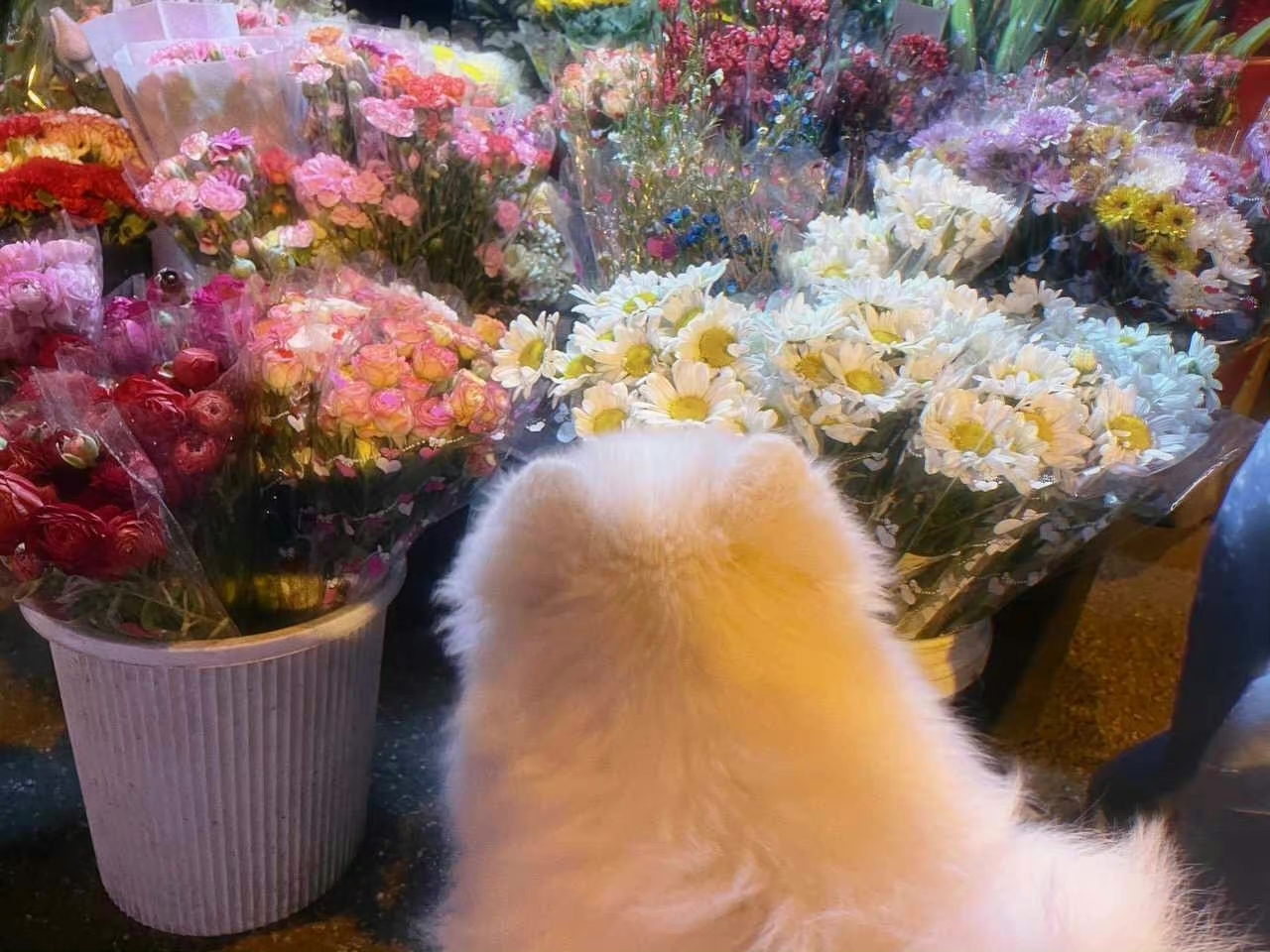 西兰花花