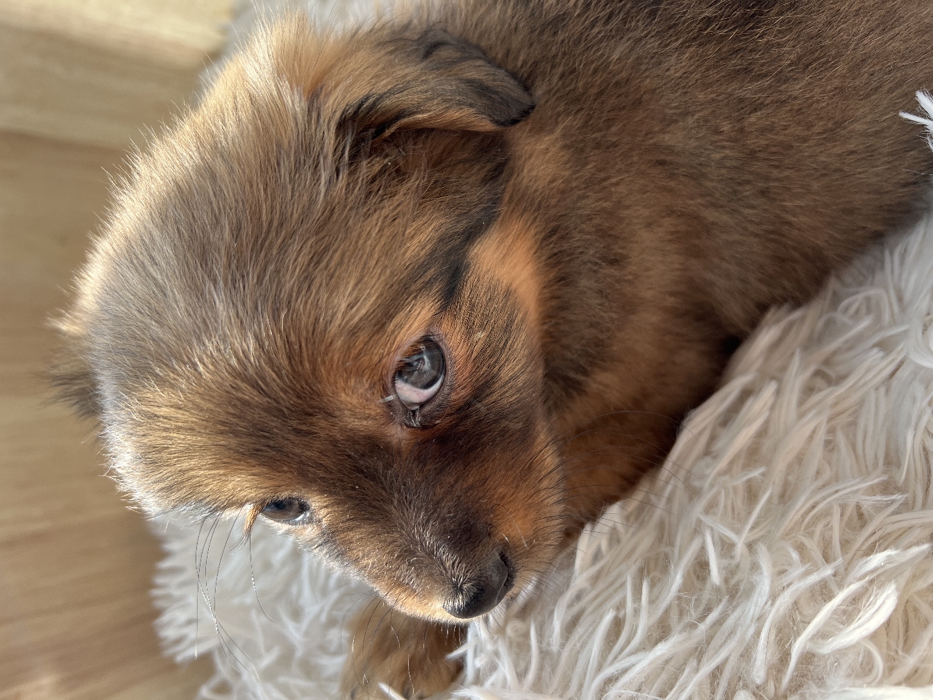 Berlin~puppy for adoption 