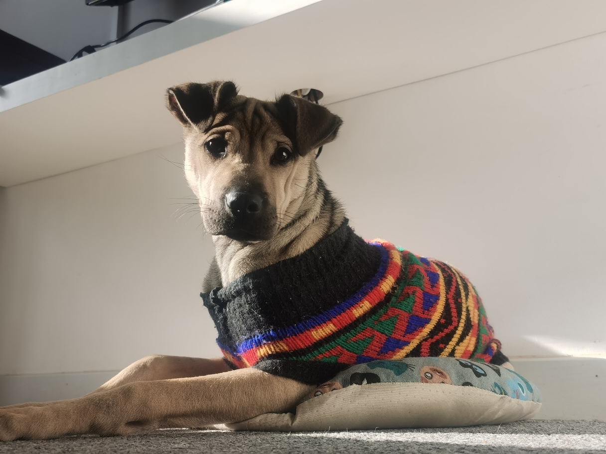 NICK is up for adoption 