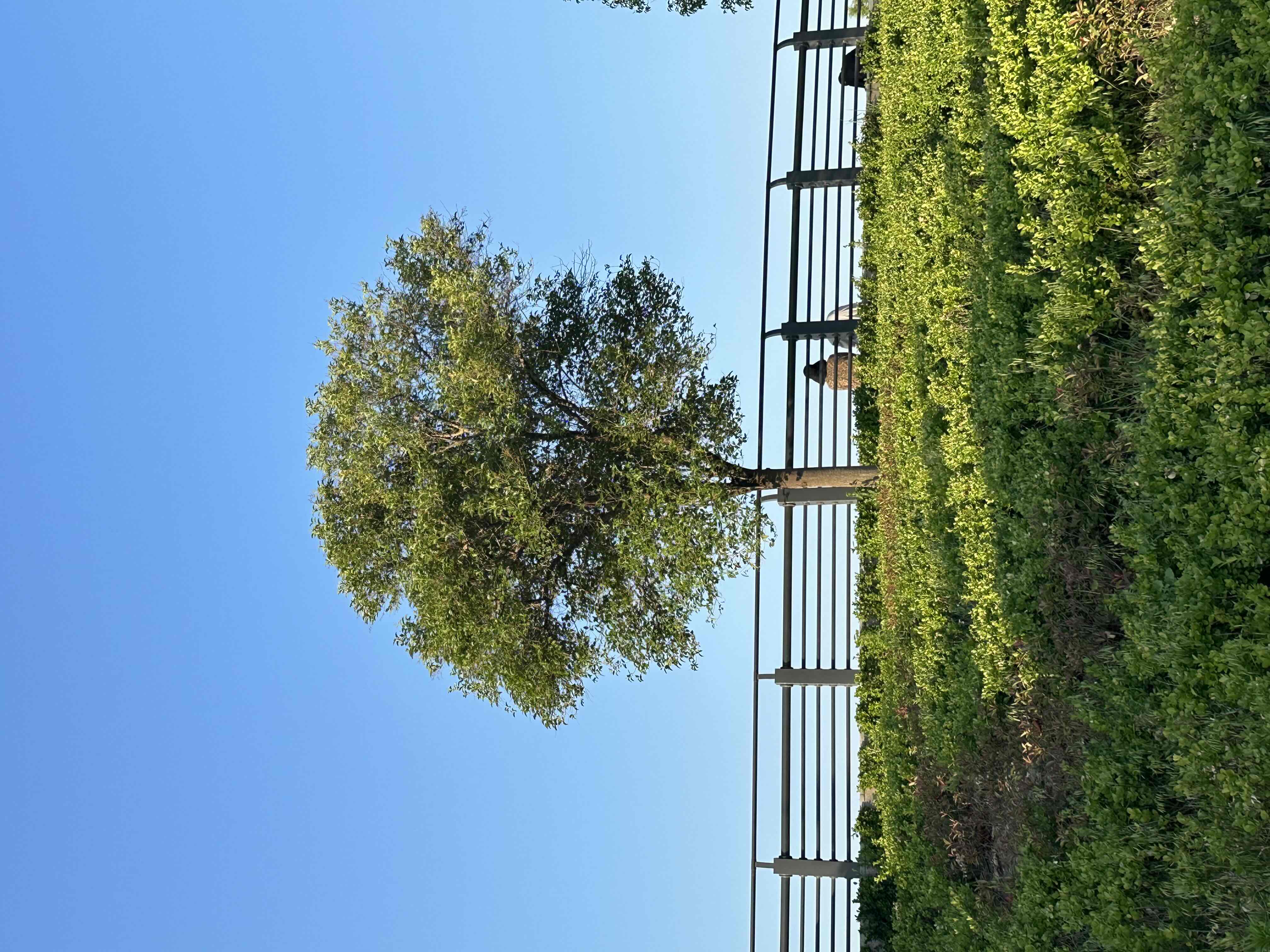 柚子