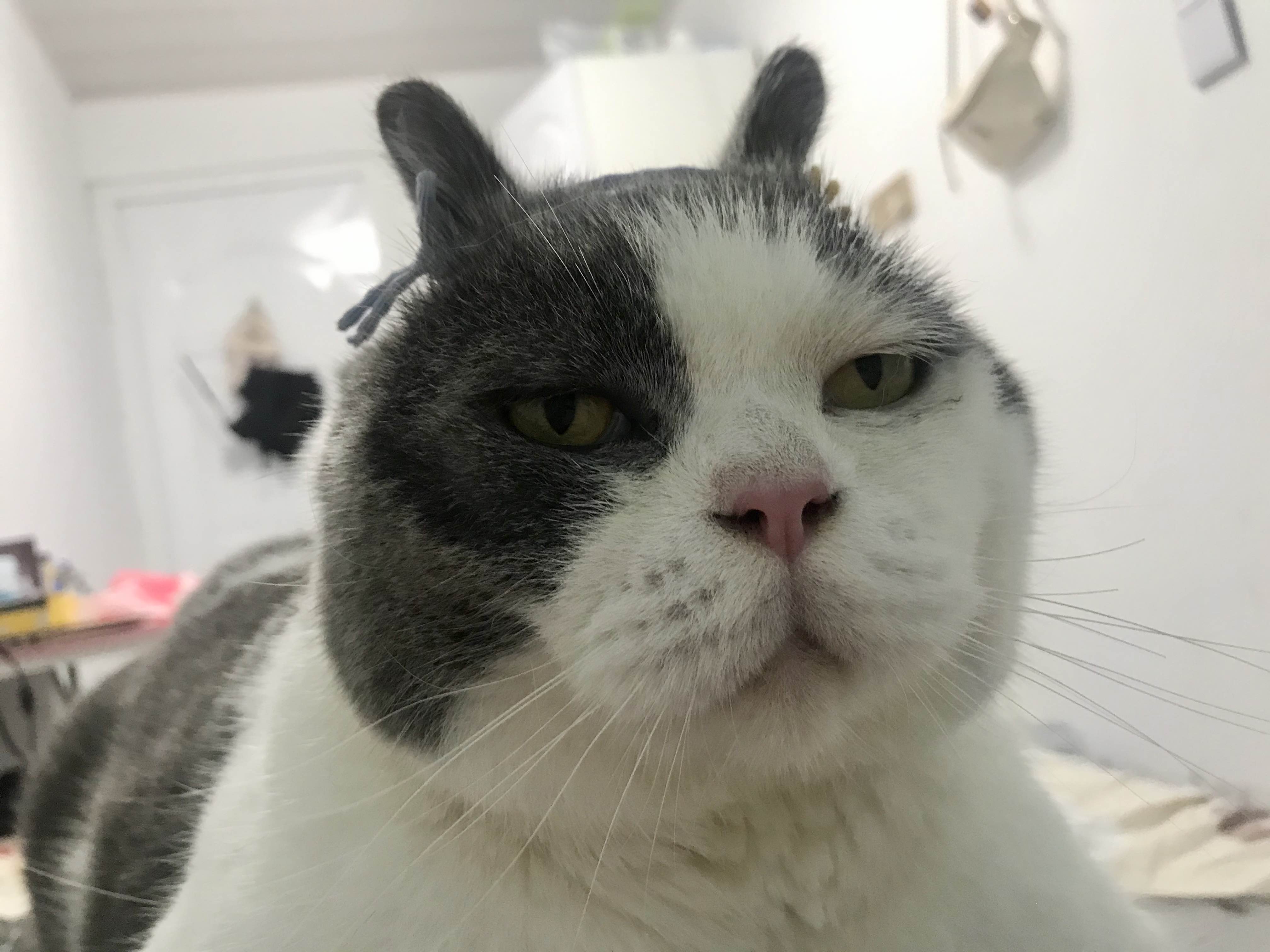 朱云霓