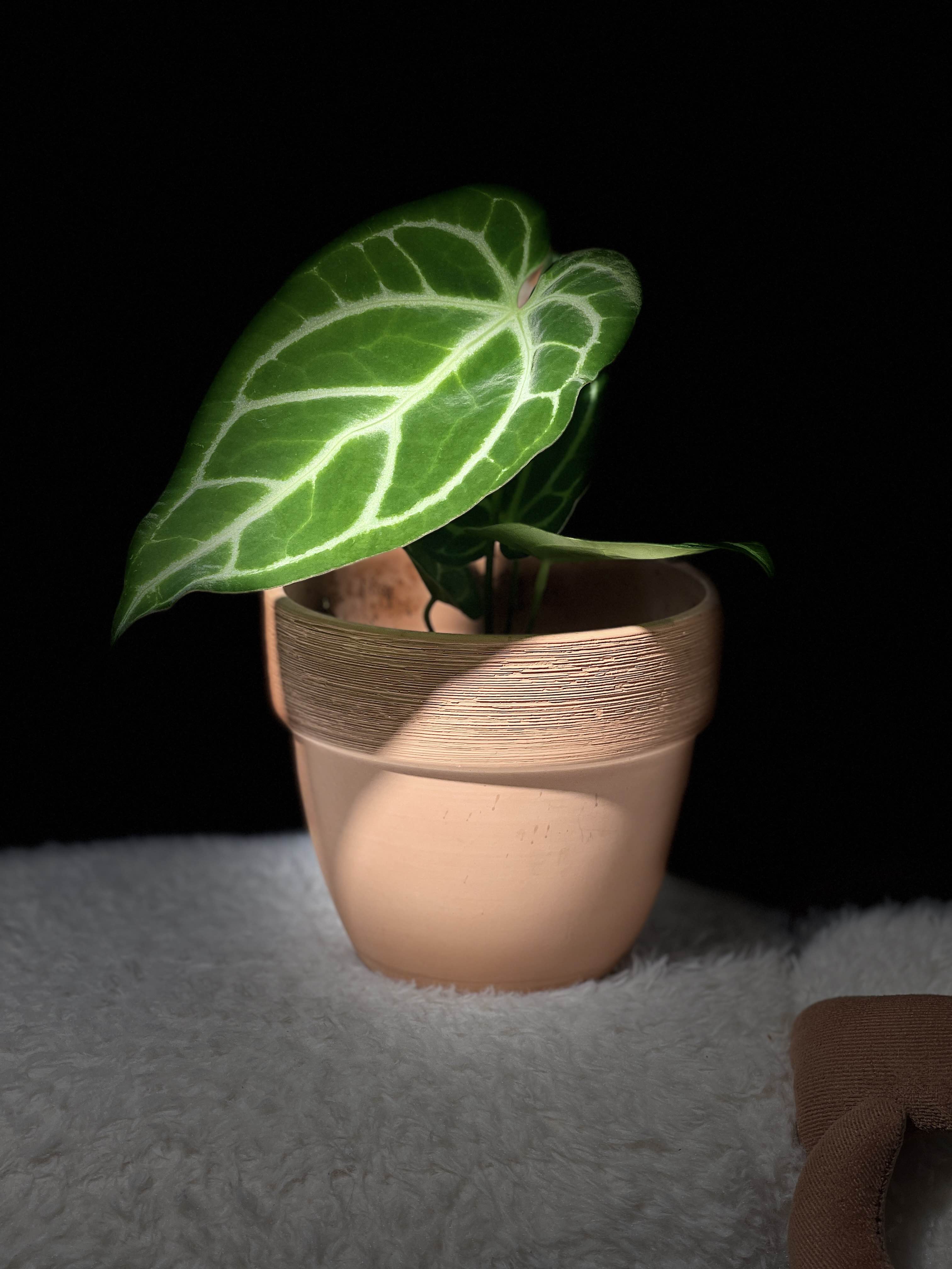 家居热植【华丽杂花烛】Anthurium Magnificum hybrid_0