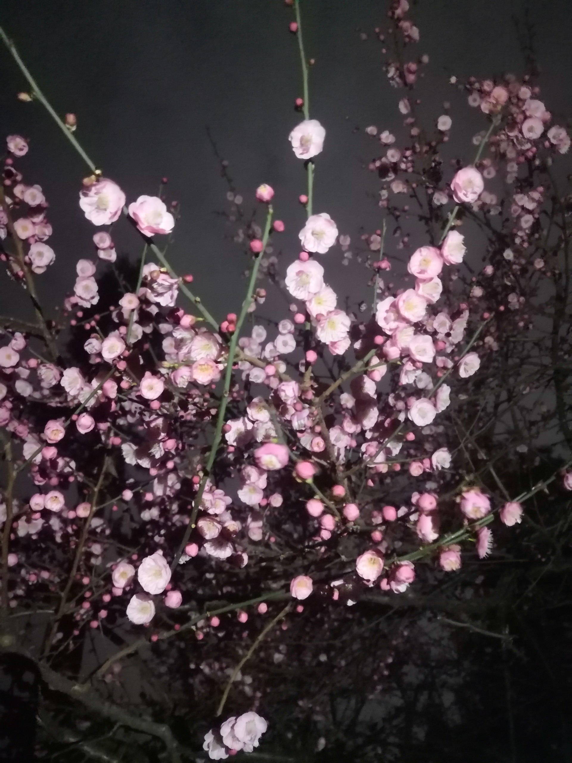 life_photo_1