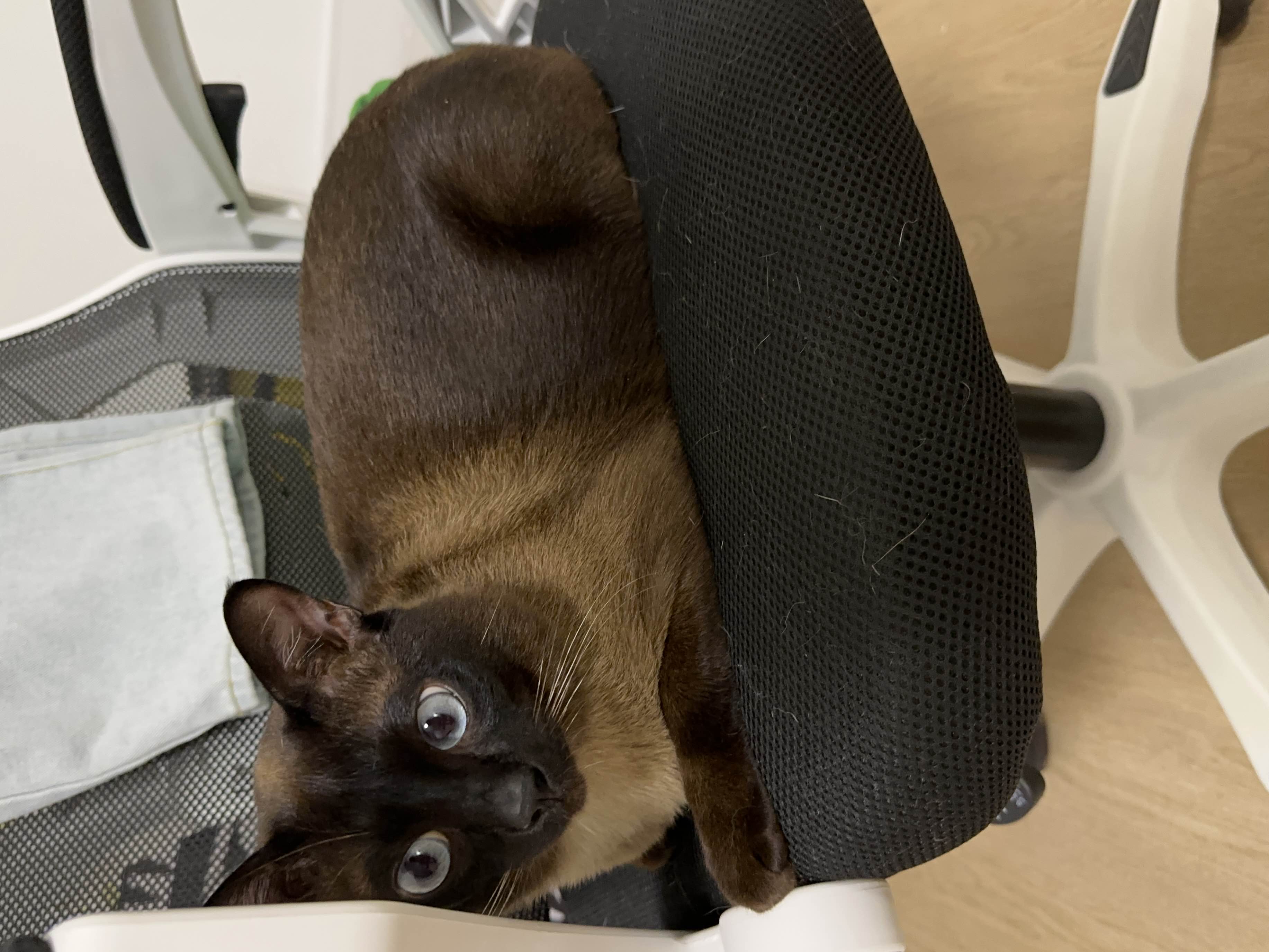 口袋猫
