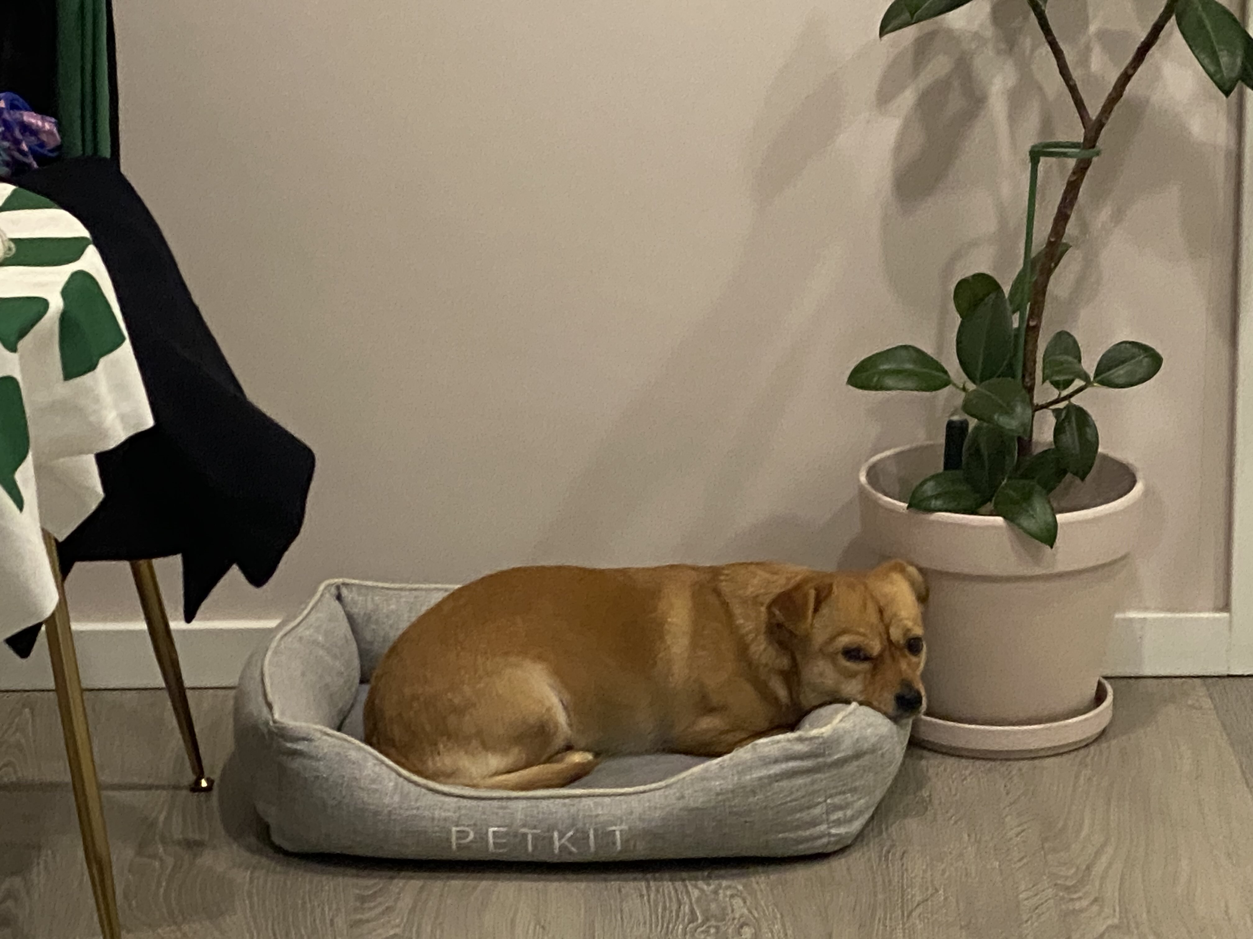 我的狗狗