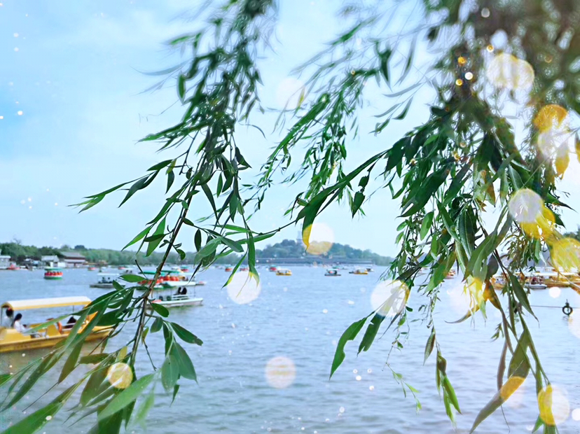 Flower season | 这个时节 就是花开满京城_0