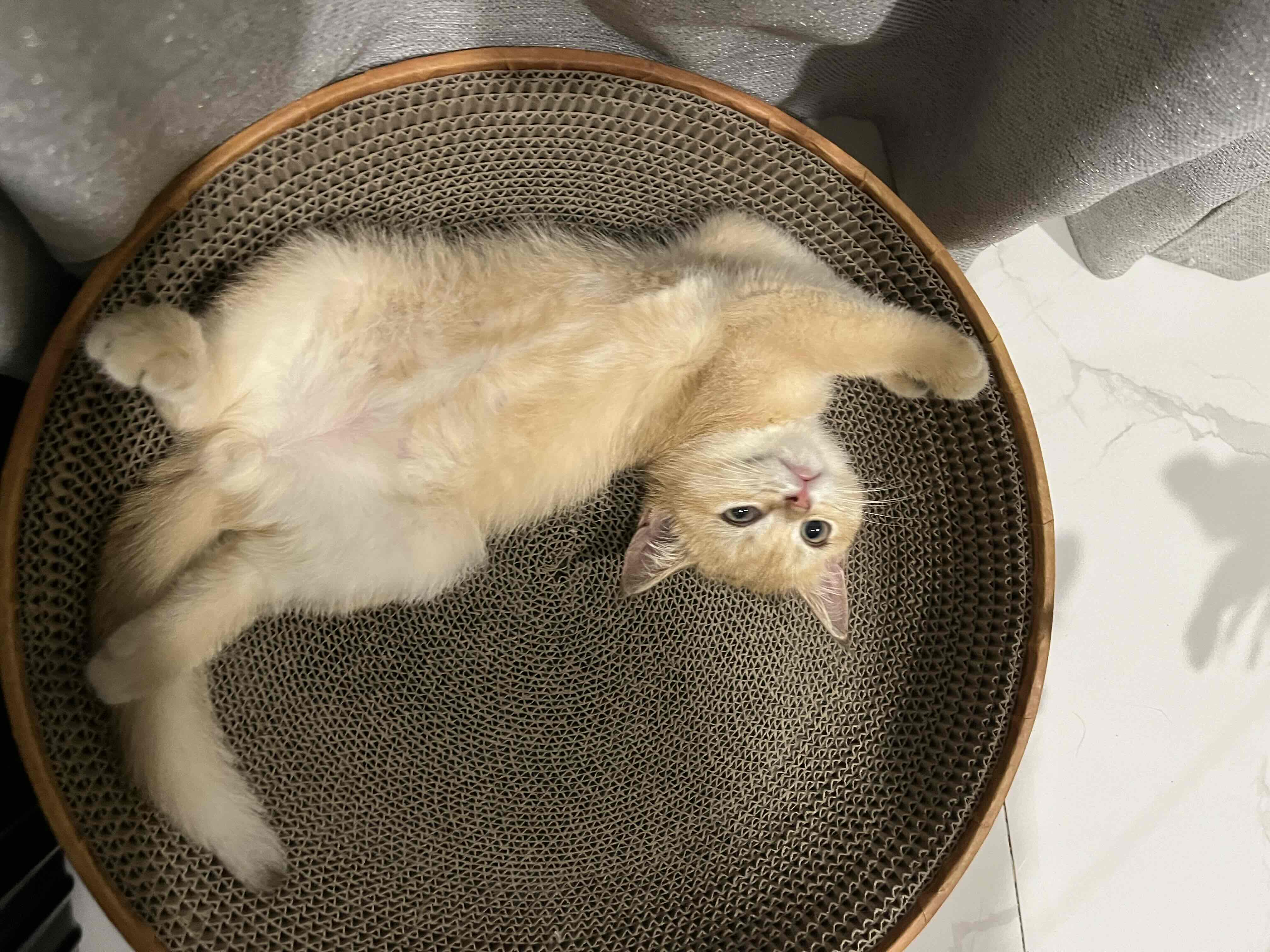 周游列国