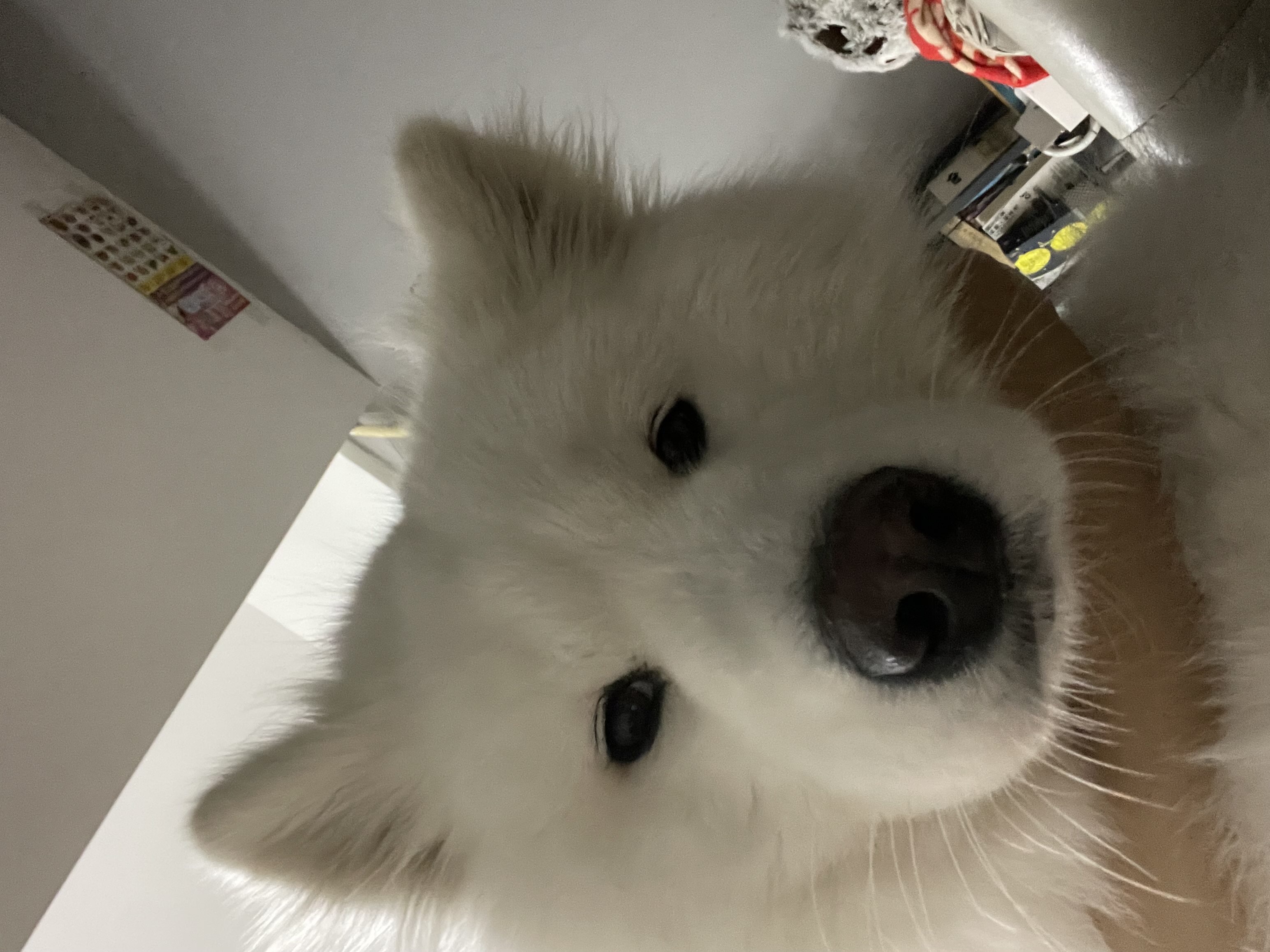 鲤鱼飞