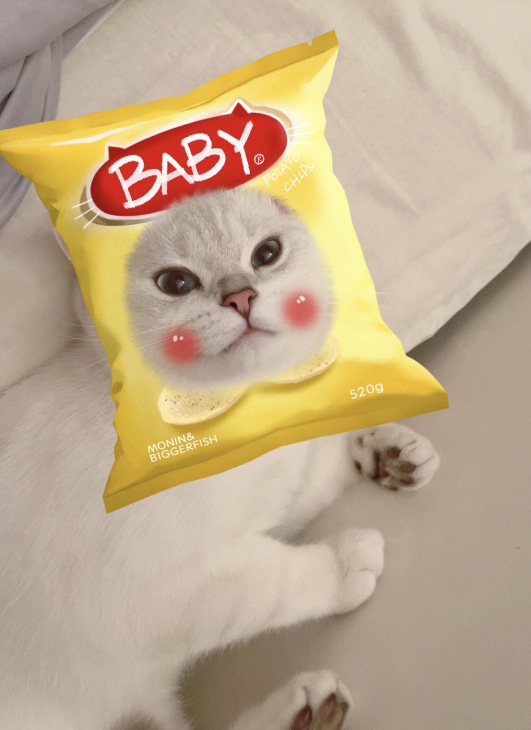 Wanna live with baby kitten？