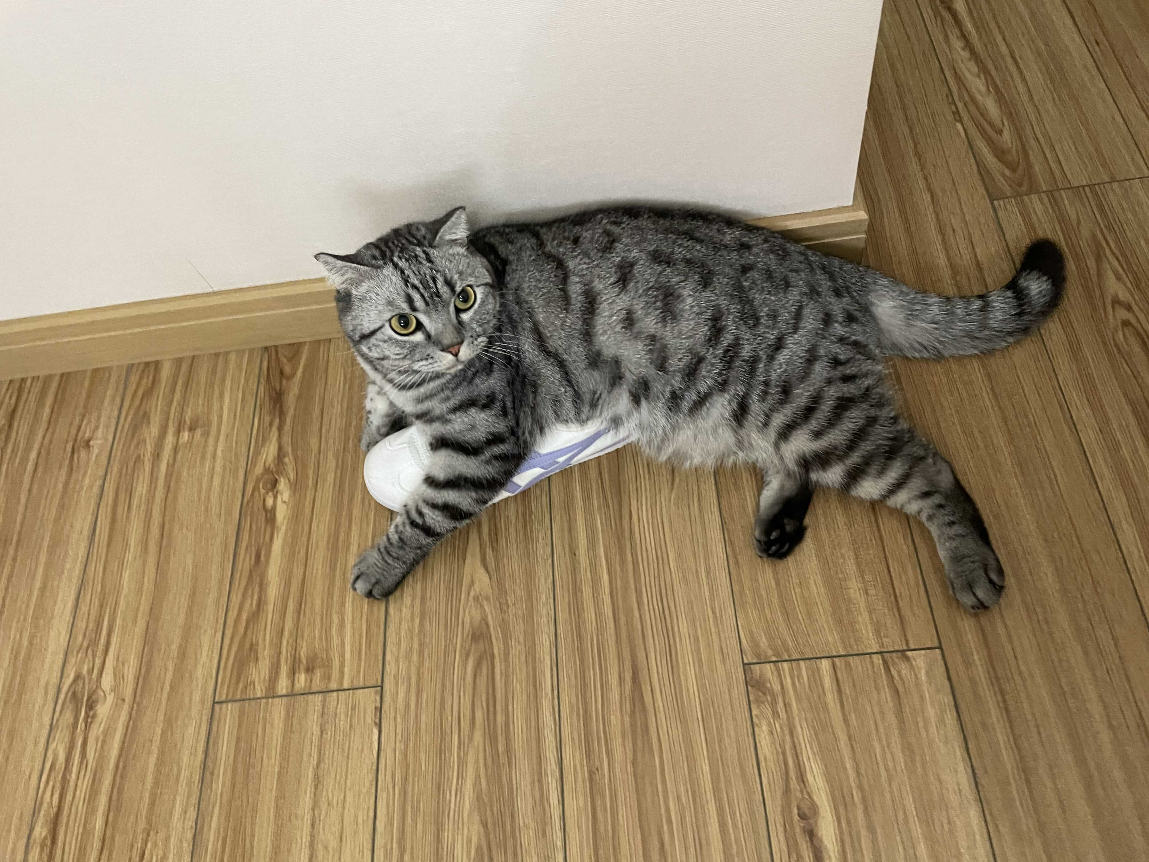 tututututu