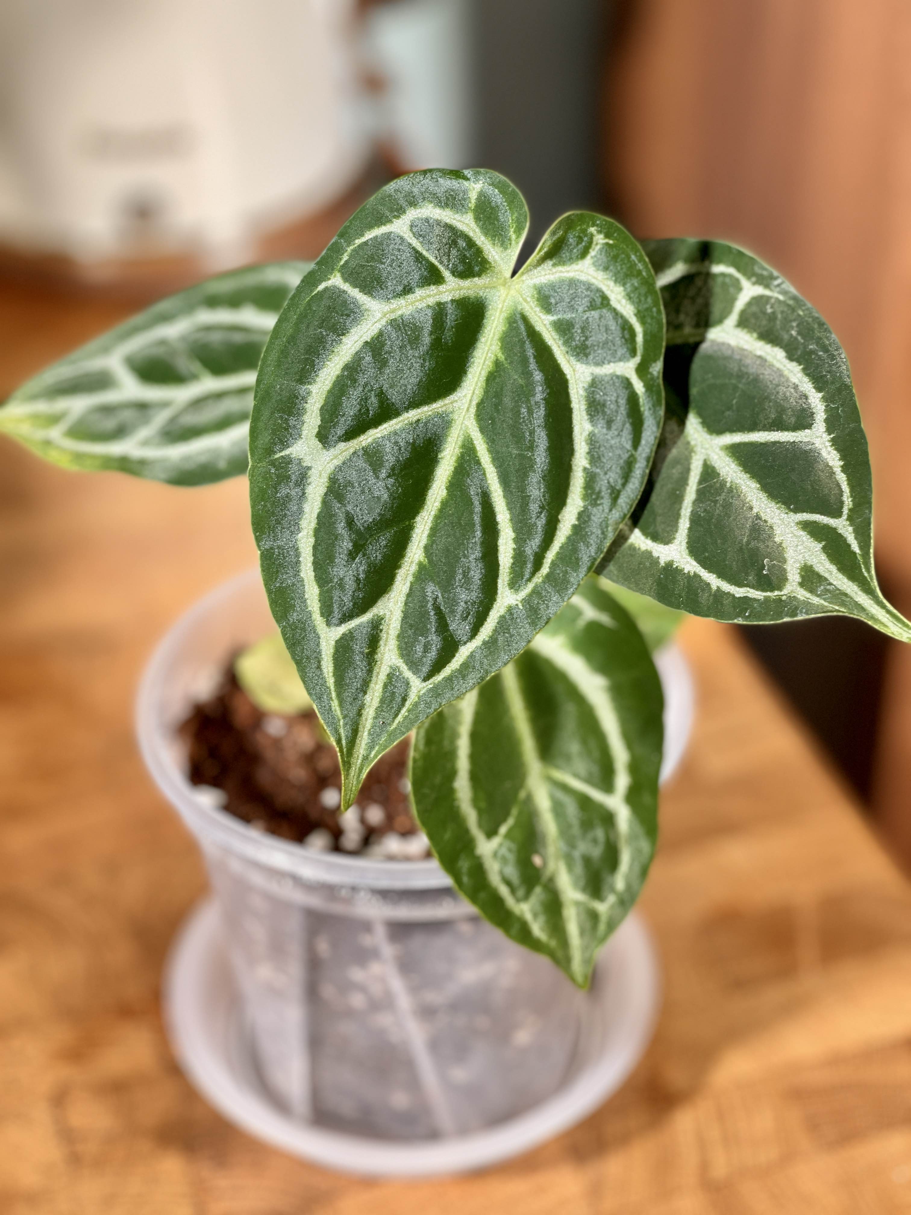 家居热植【南美粗脉华丽花烛】Anthurium Magnigicum_0