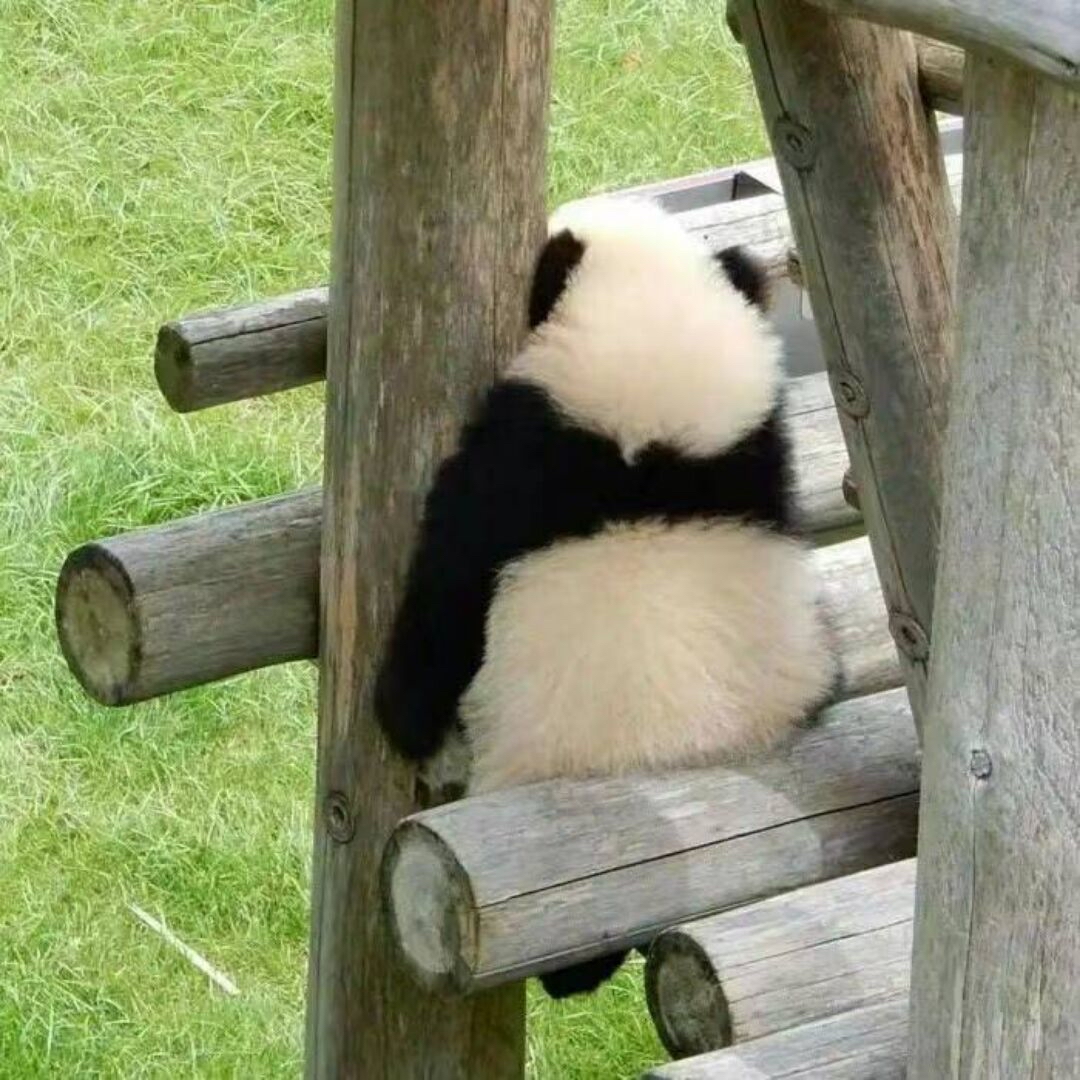 秋月君