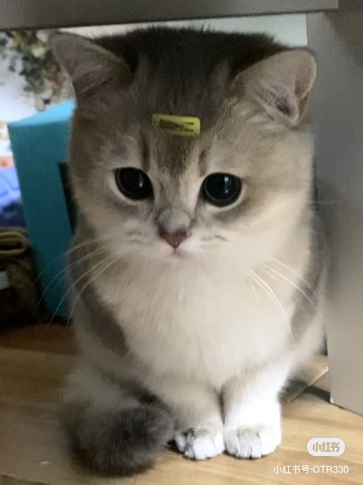 薇尔莉特