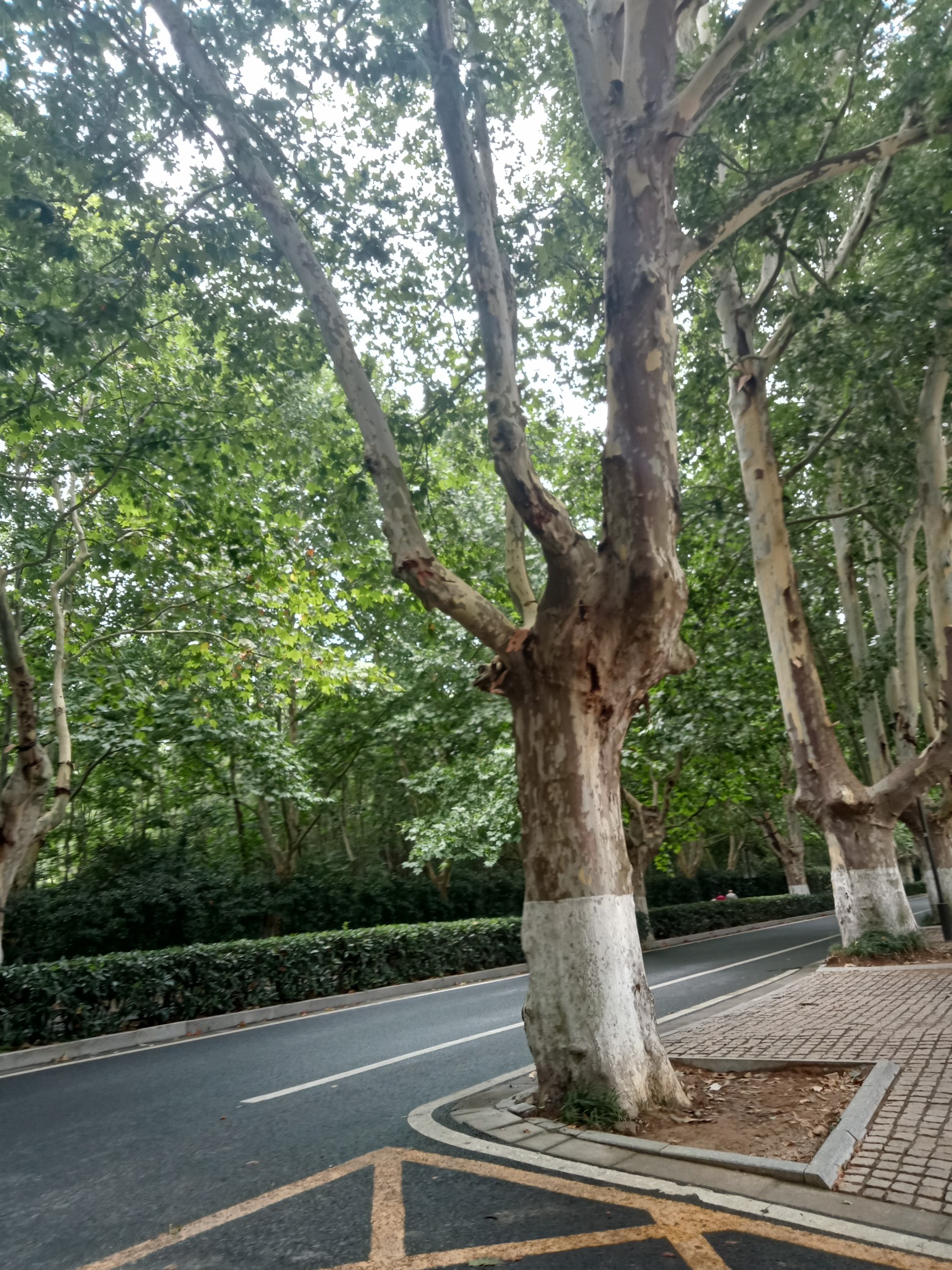 风雨踏梦行