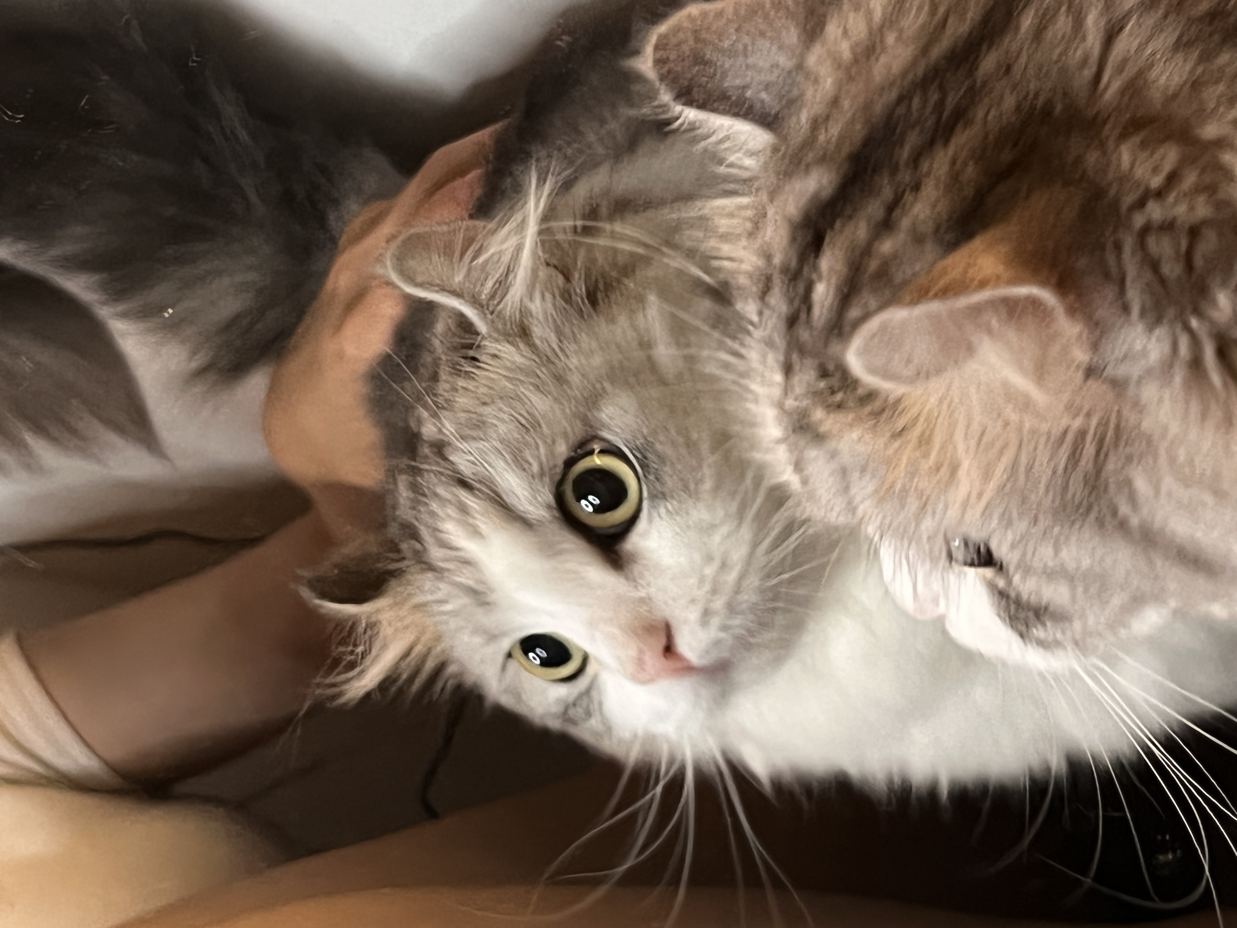 想和这么可爱的小猫咪合租吗_0