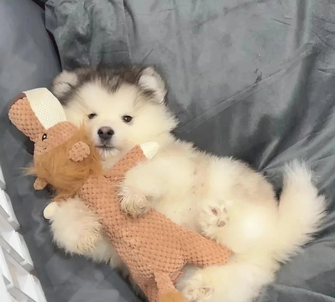 玉面小飞龙