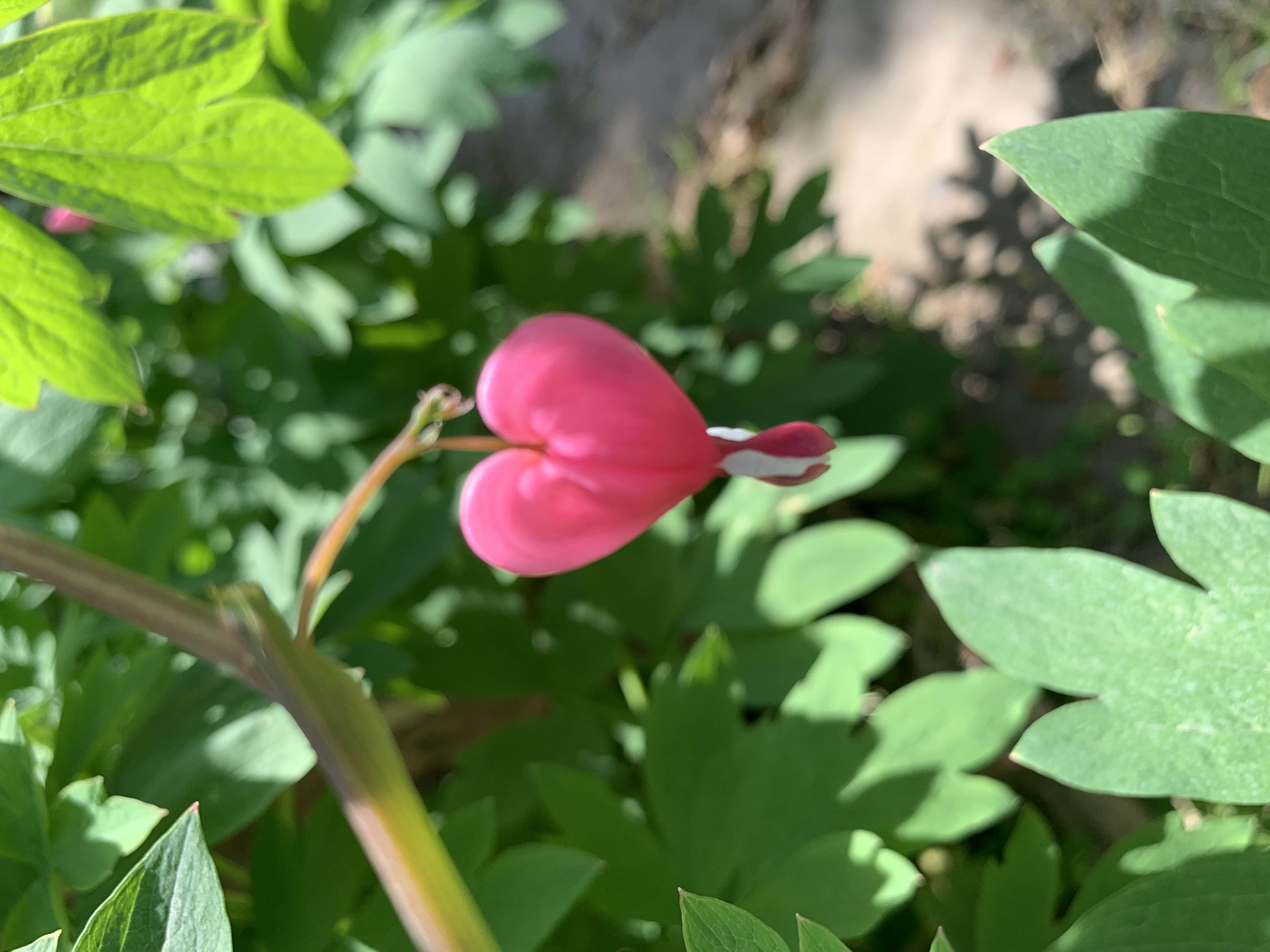 房东夏小柒