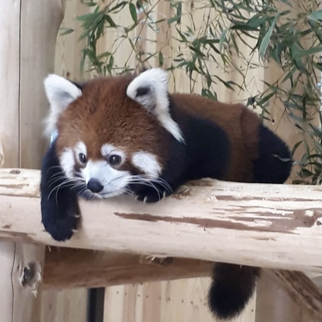 Ke
