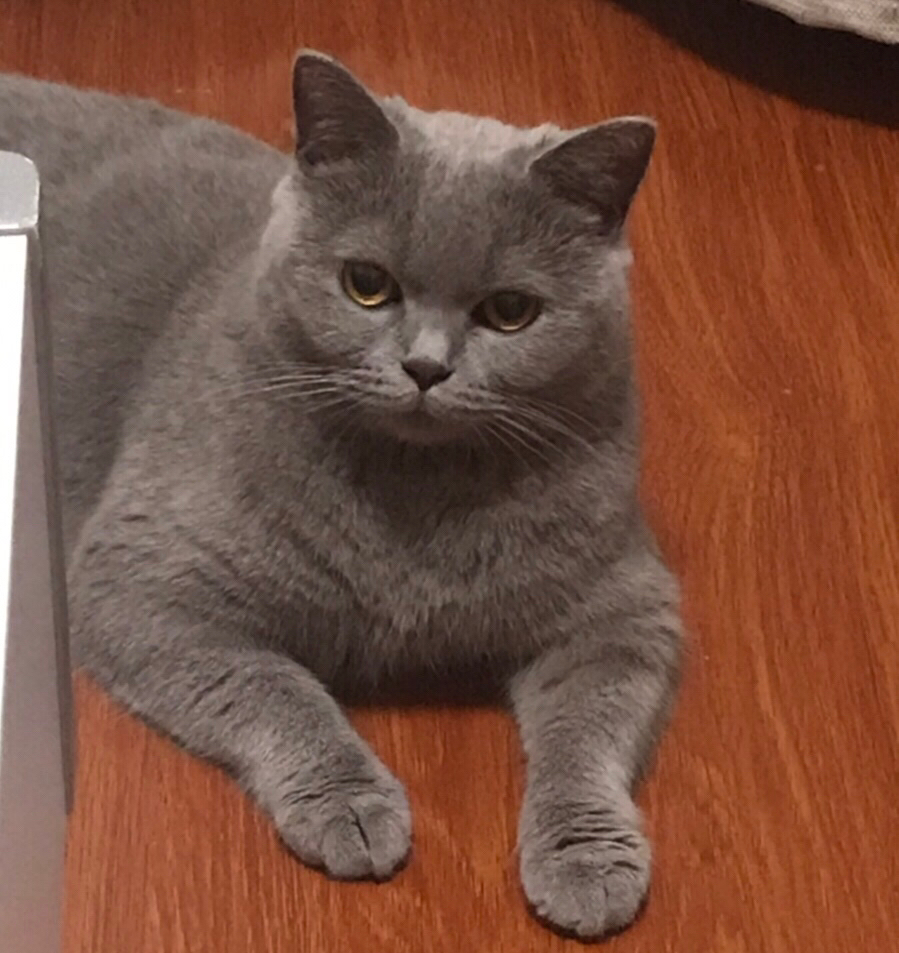 Ringo