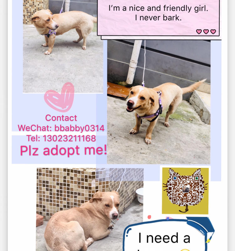 Dog adoption/foster needed!