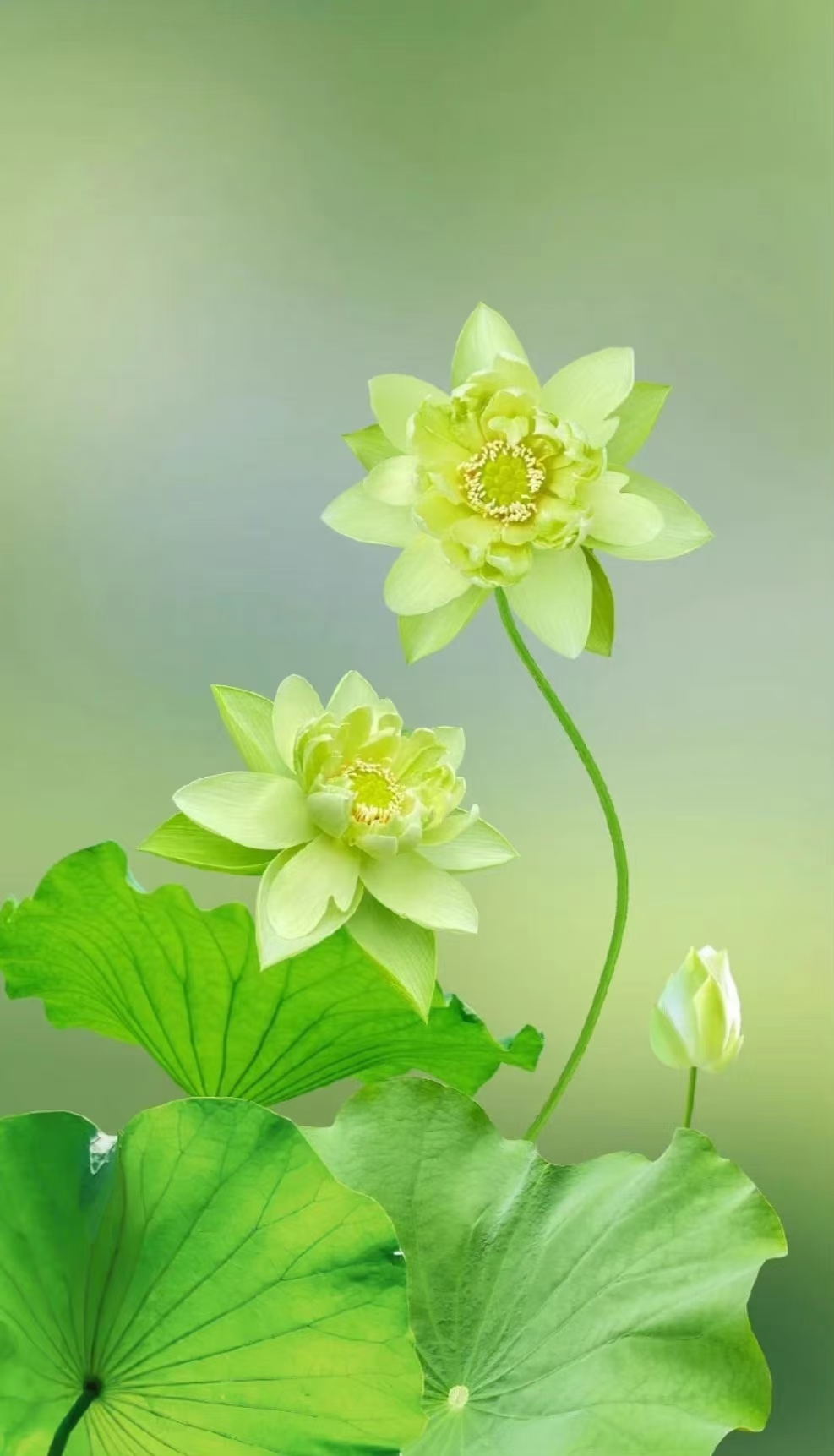 王婷