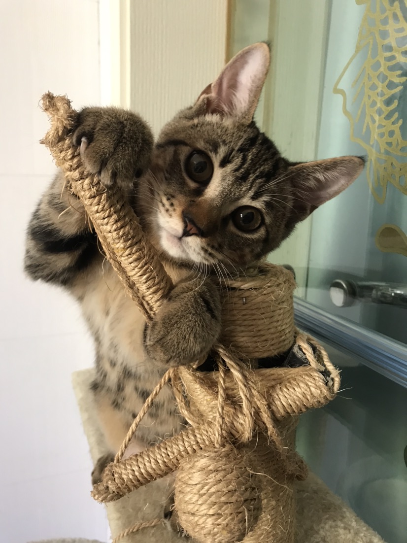 Kitten for Free Adoption_0
