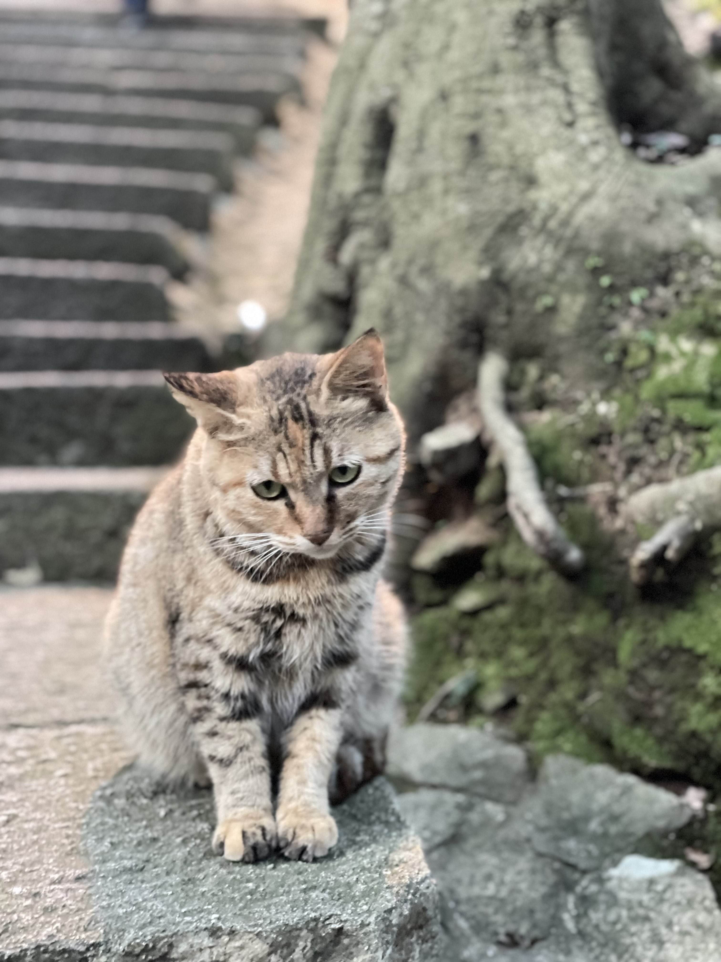 闹闹