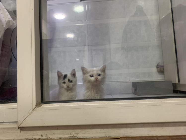 🐈 🐈 为两只可爱的小猫找新家 ｜ Cat Adoption 