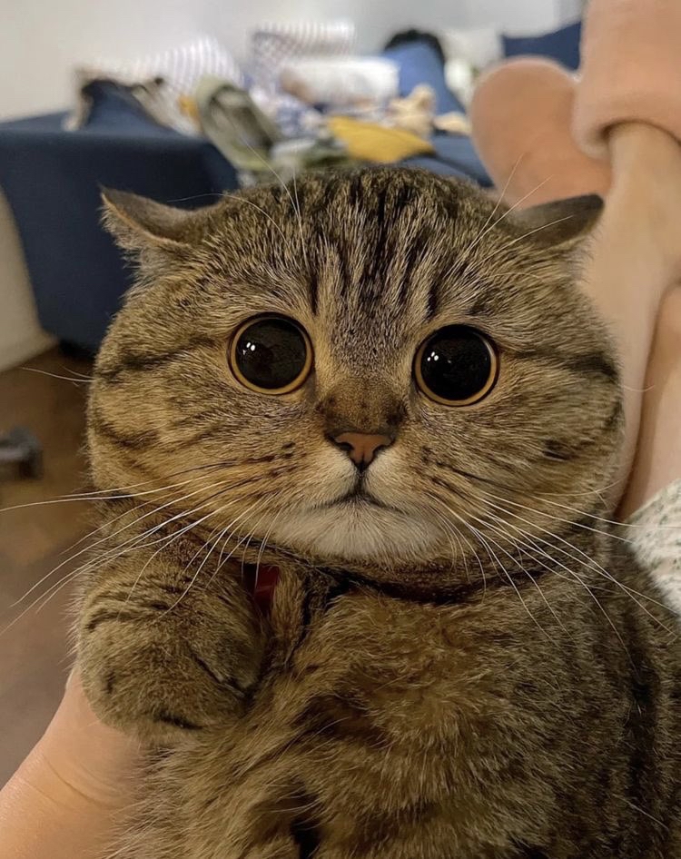 陈