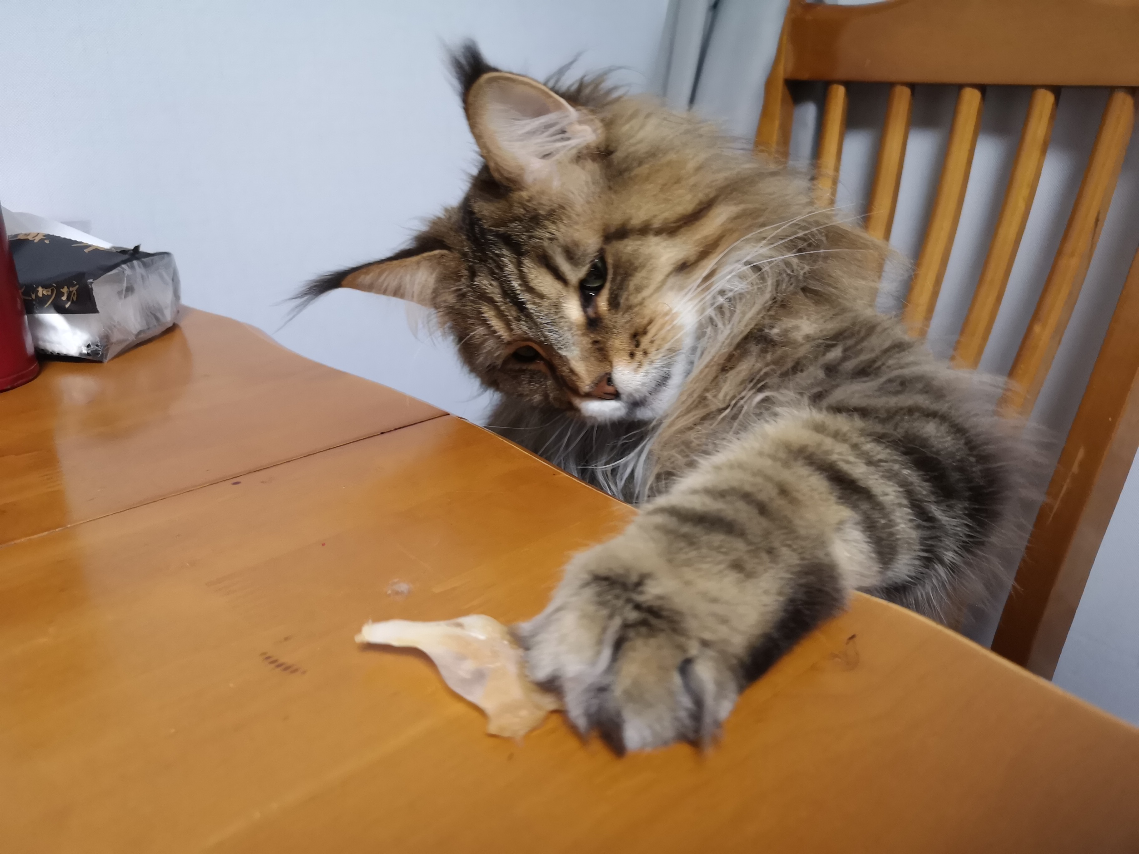 把自己当成人的猫(^･ｪ･^) My Cat friend _1