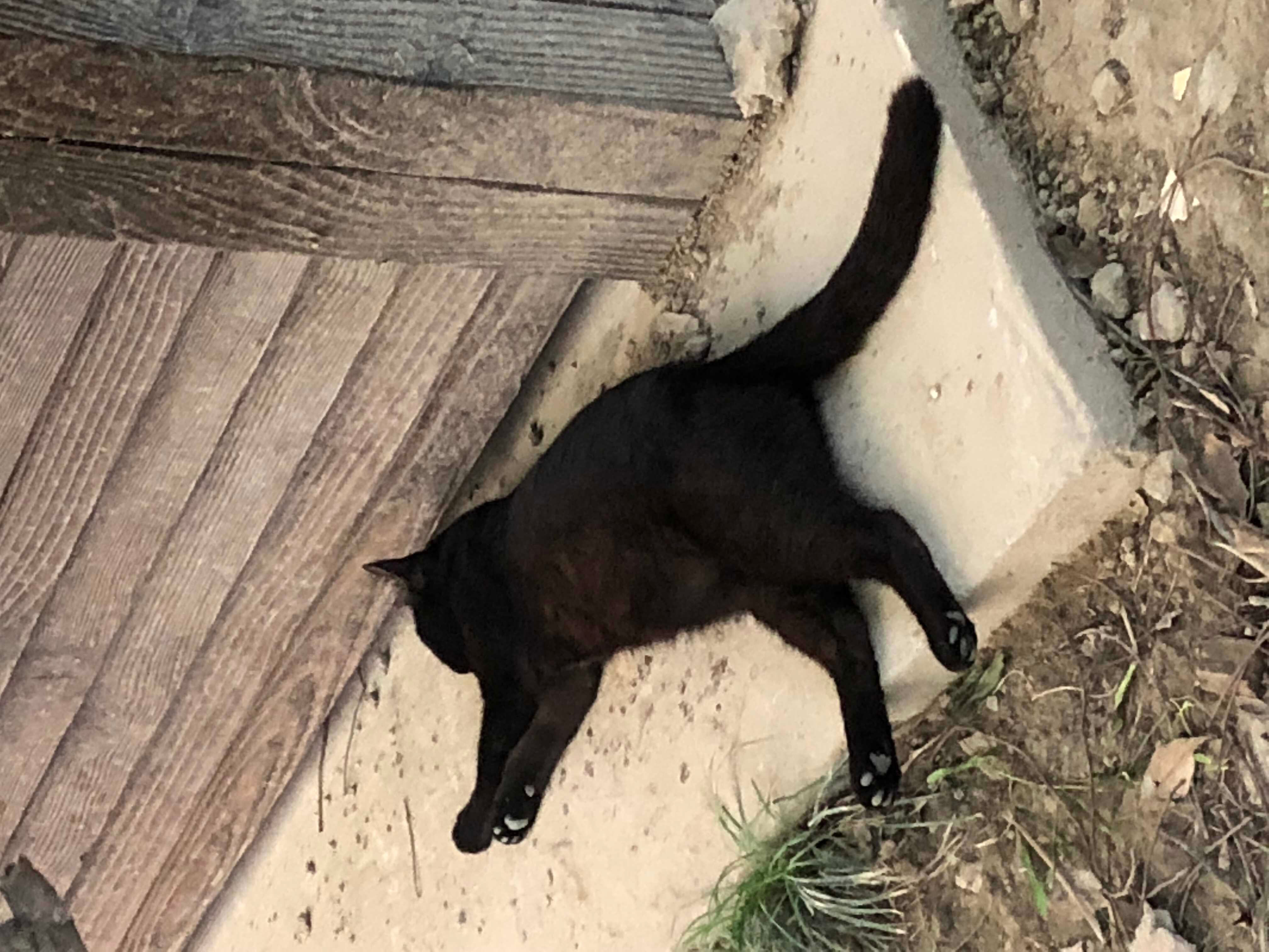 废猫