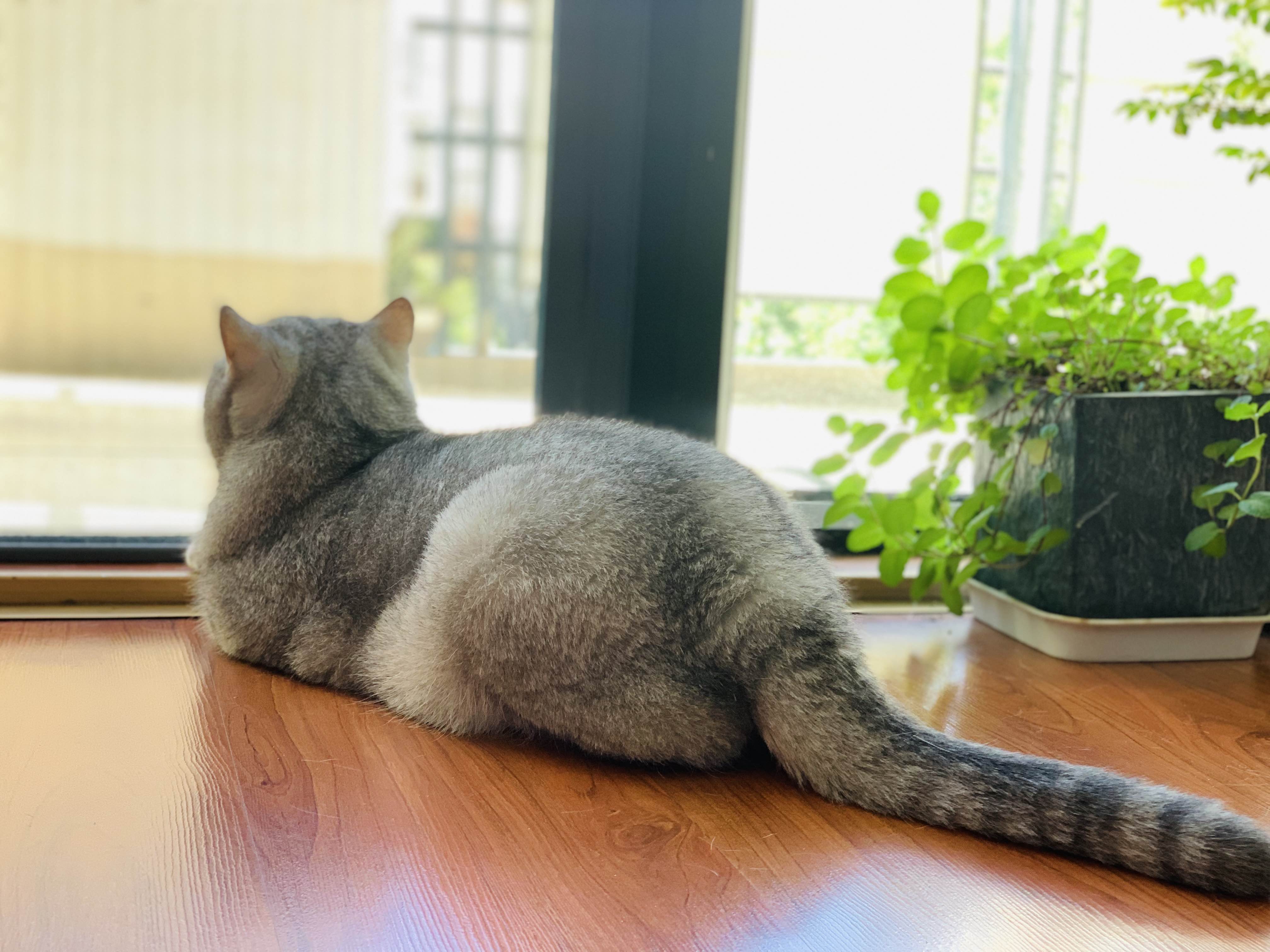 小猫咪的坏心思