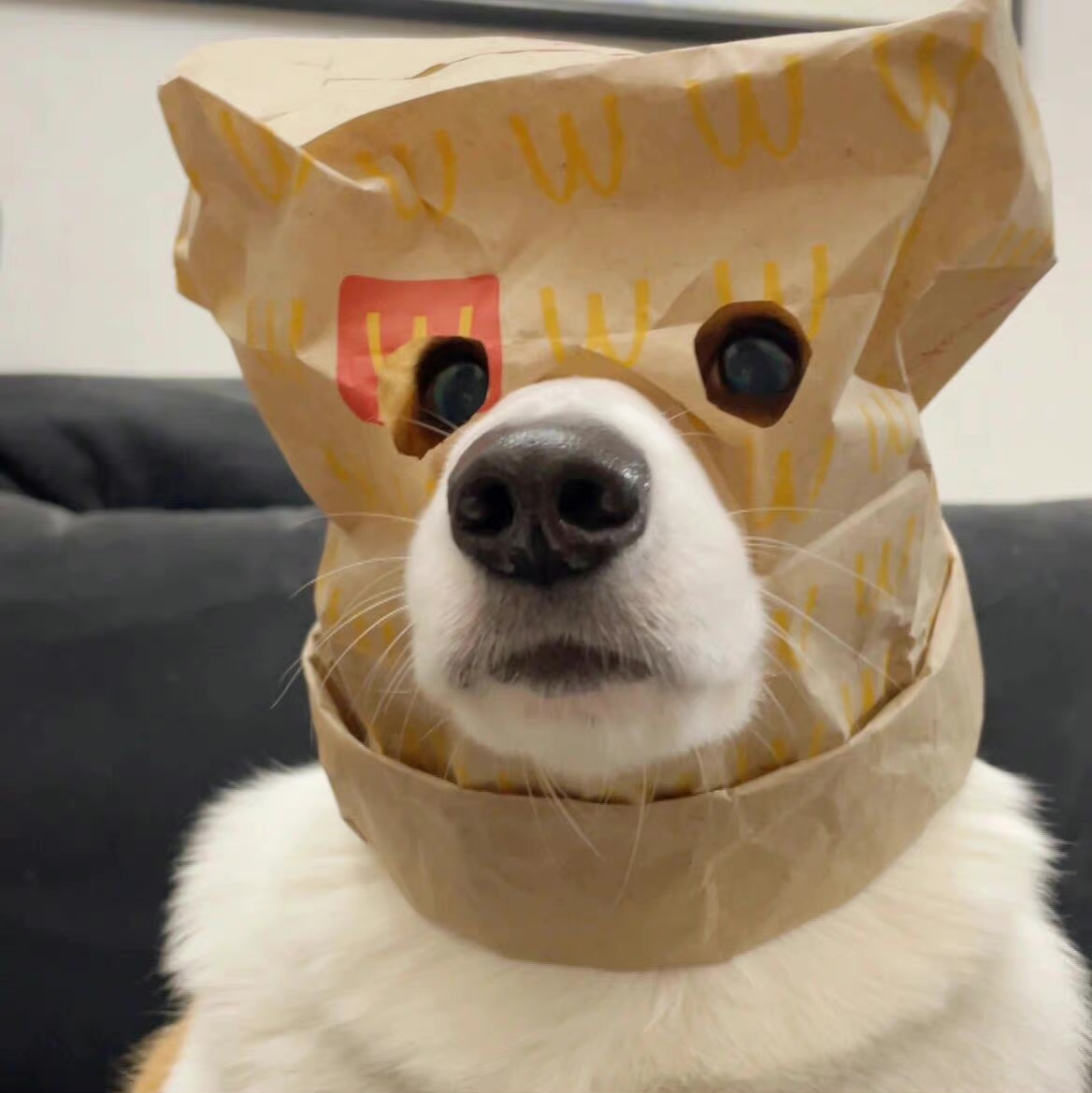 想有只小狗