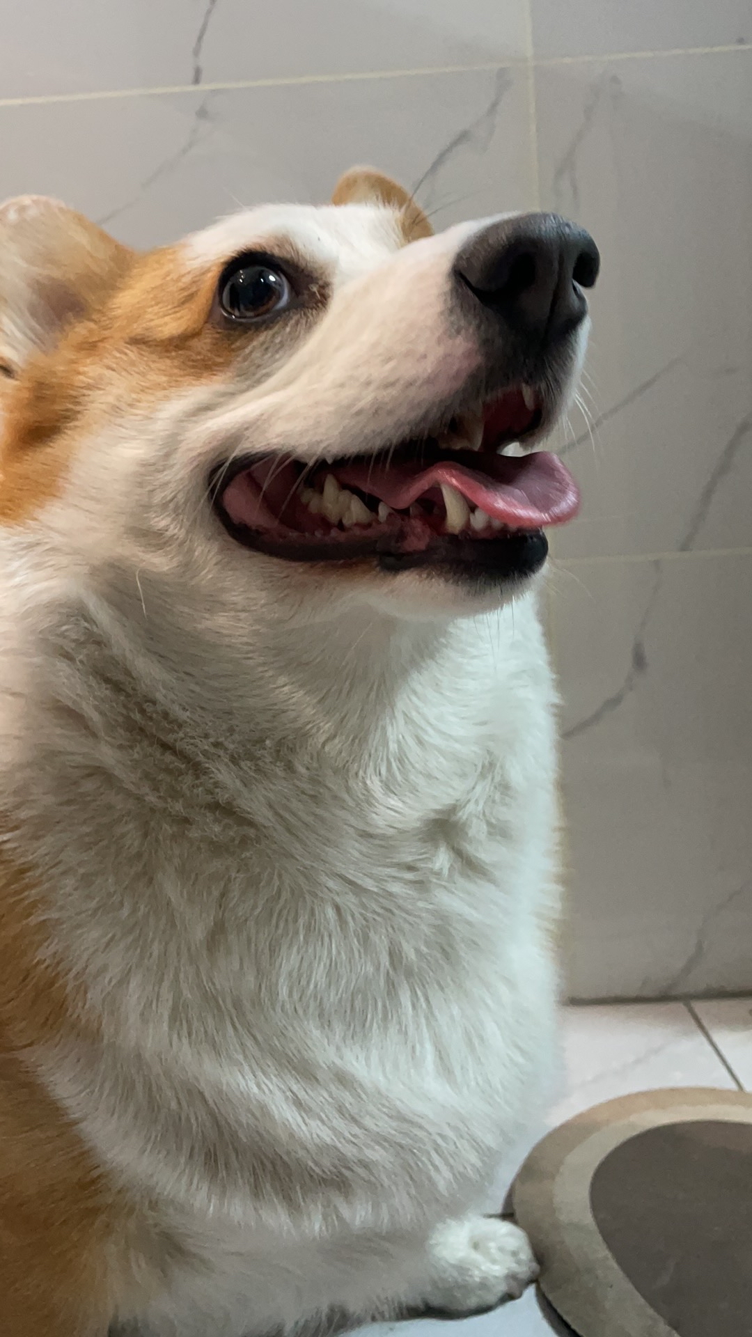 鱼大头