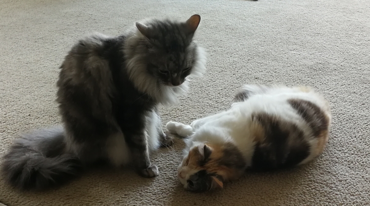 猫儿