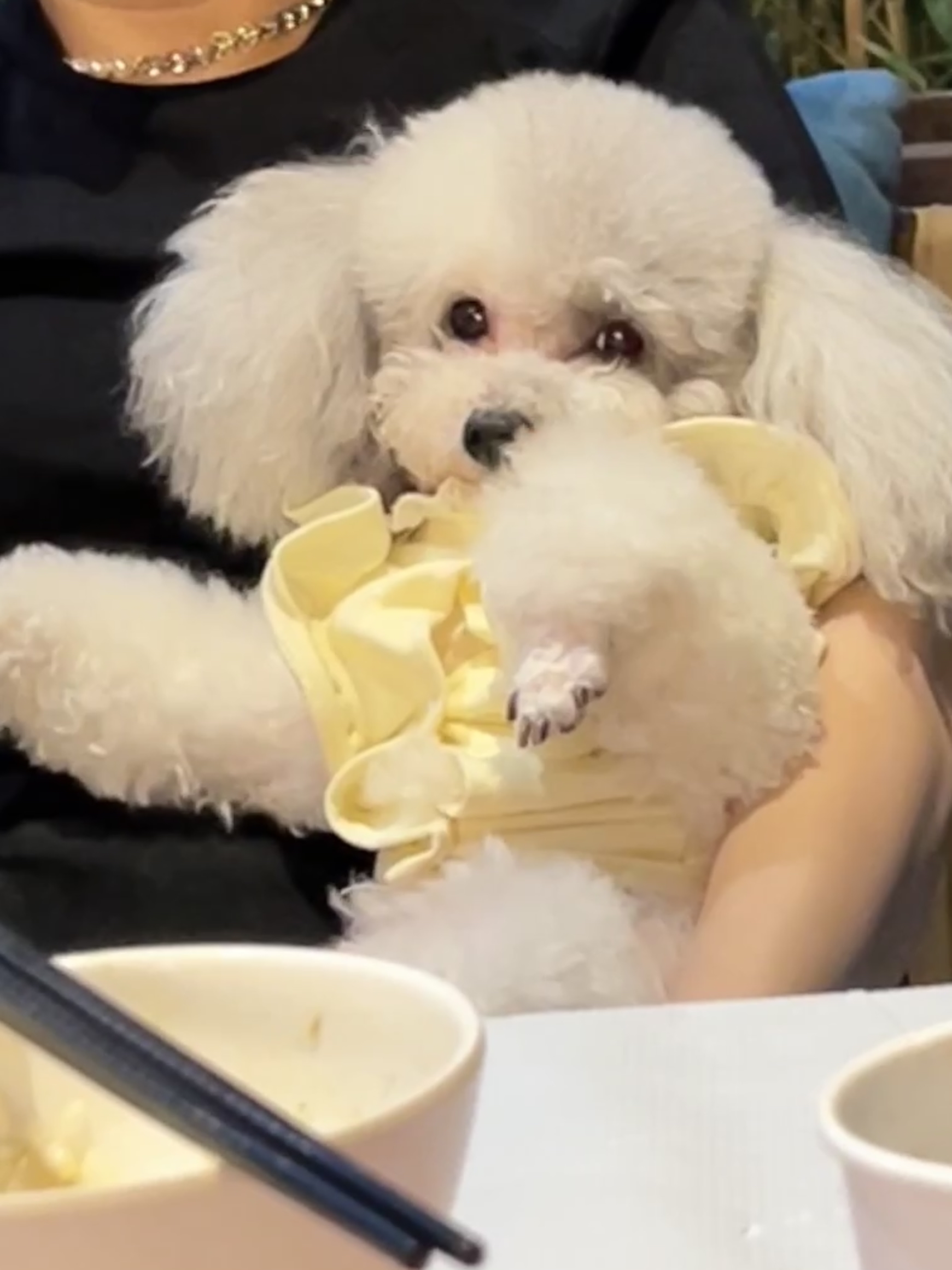 vivi