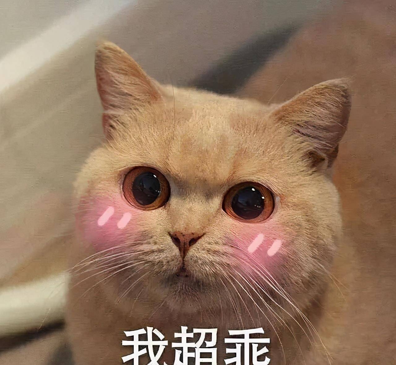 芝芝吖