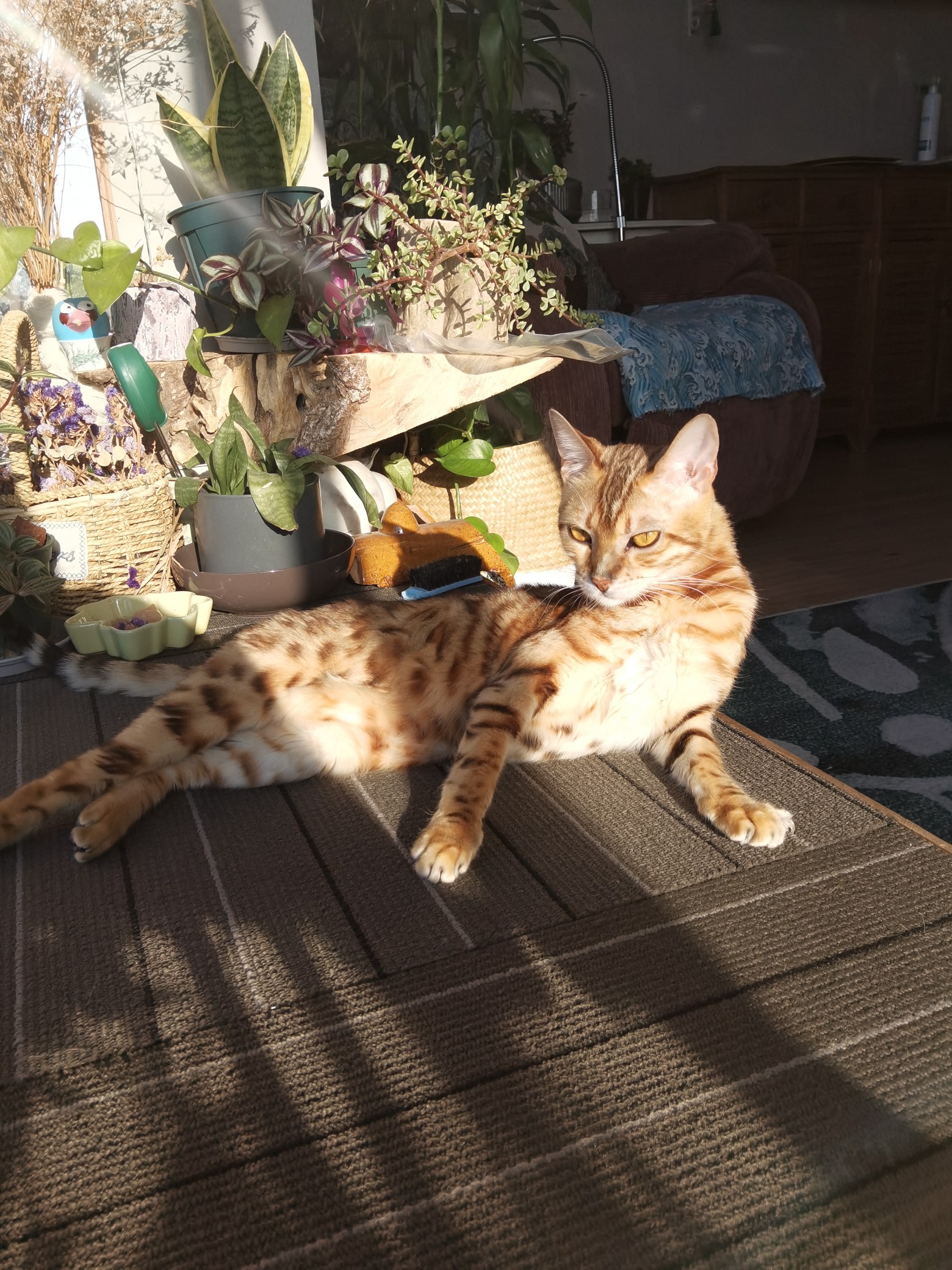 我正在工作，不要打扰我！My Massage girl 🐈_1