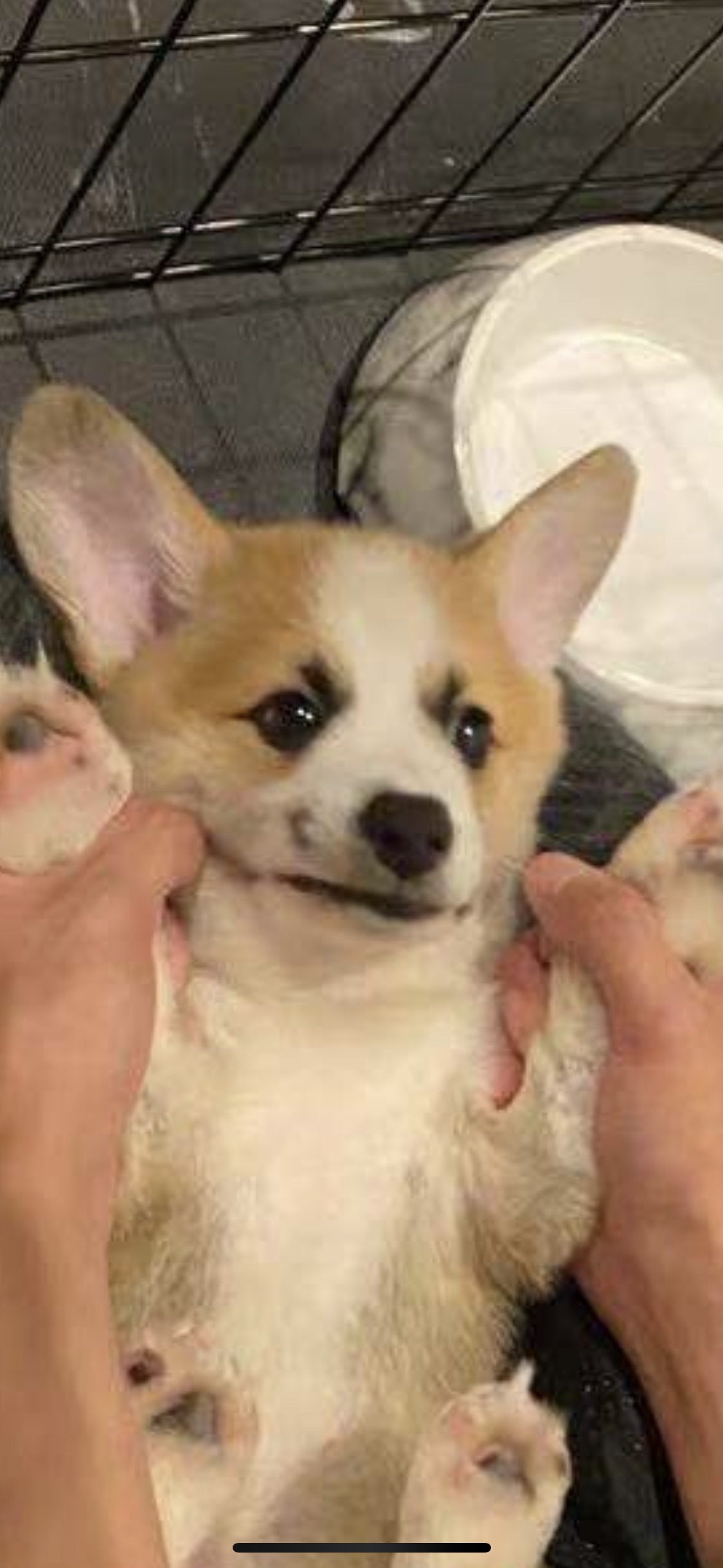 今年瘦十斤