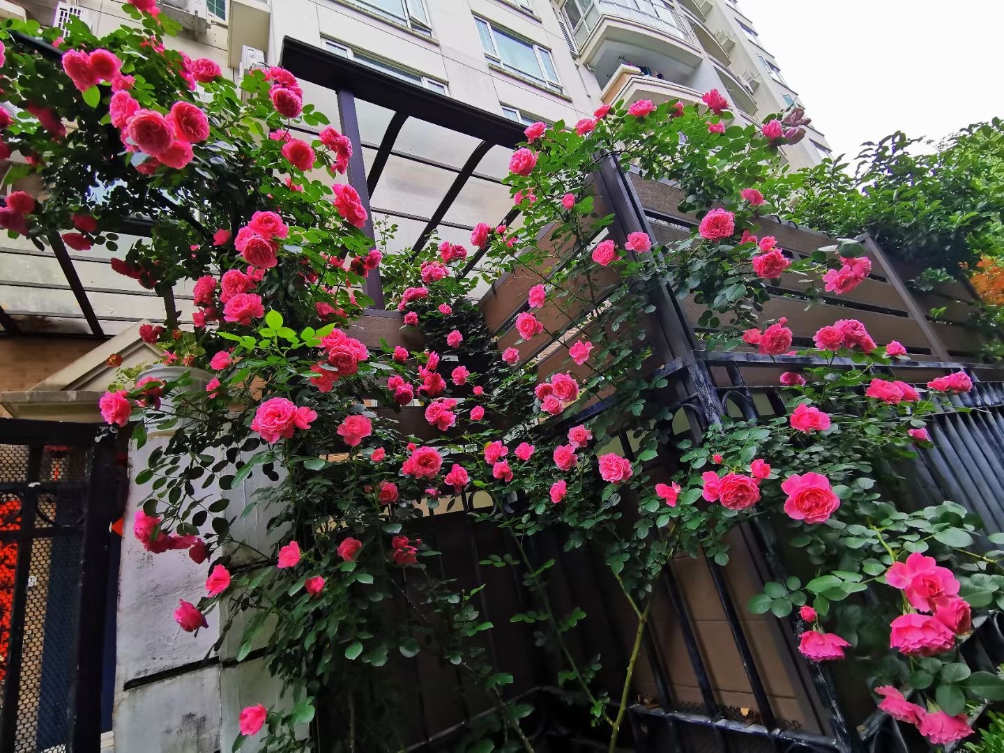 想找一个带院子的房子可太难了