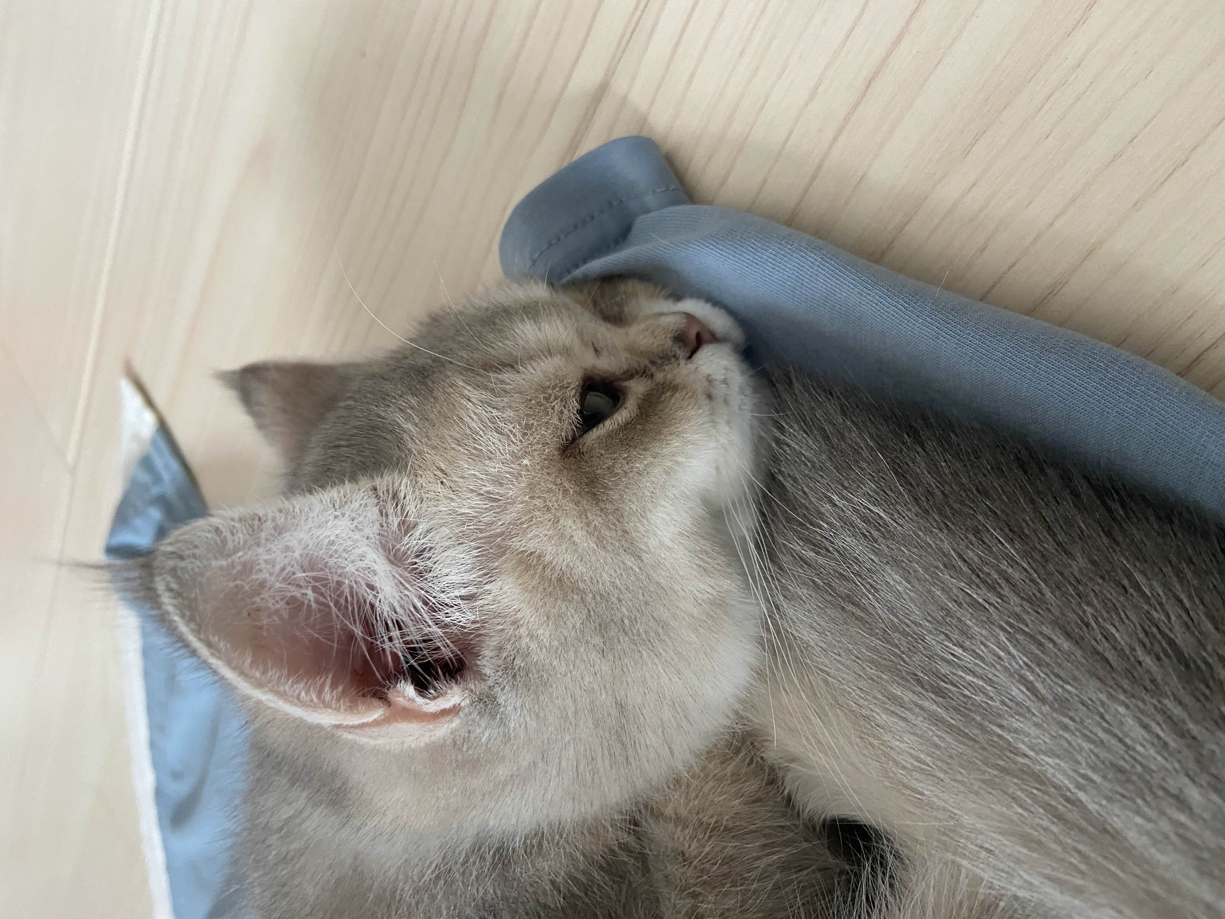 张