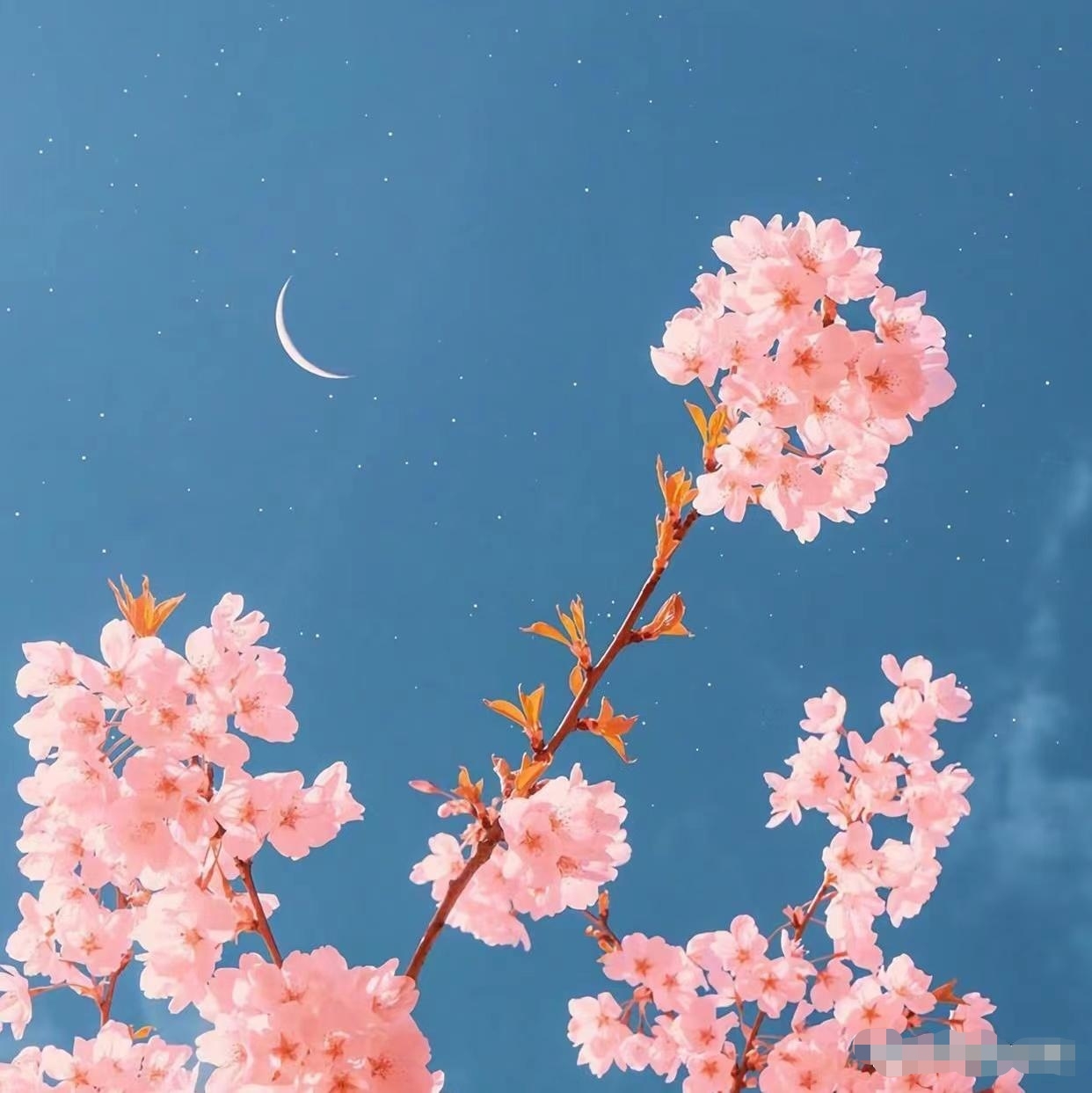 莲花处处开