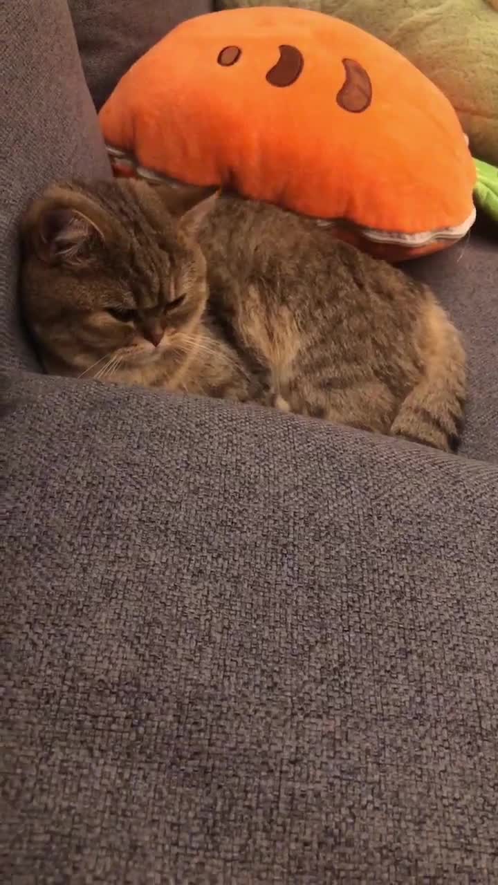 萌萌哒(*^ω^*)♡