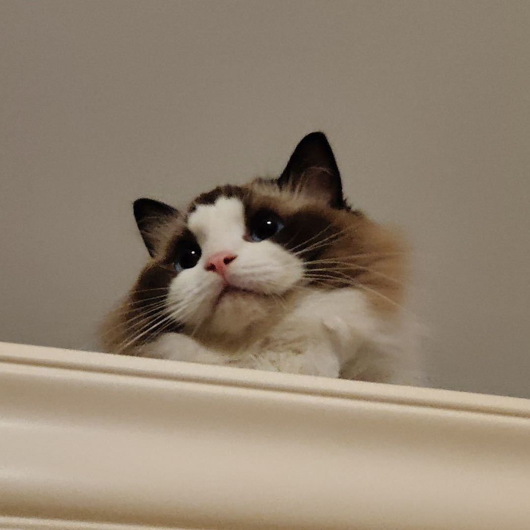 仓颉