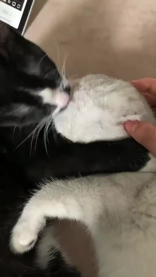 Take me home 💕(cat adoption post) 