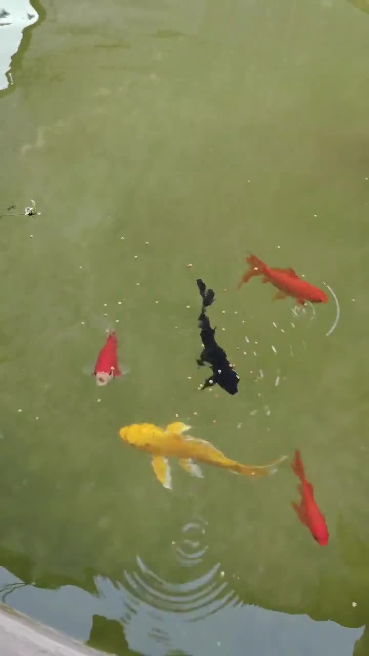 这样环景下的小窝还不完美室友  下手等