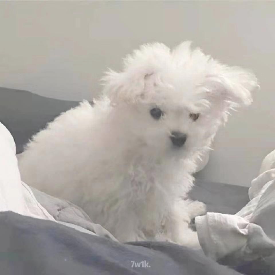 小羊睡不够