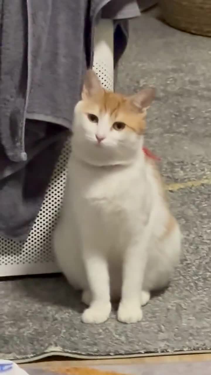 修猫成精，修炼成瓜